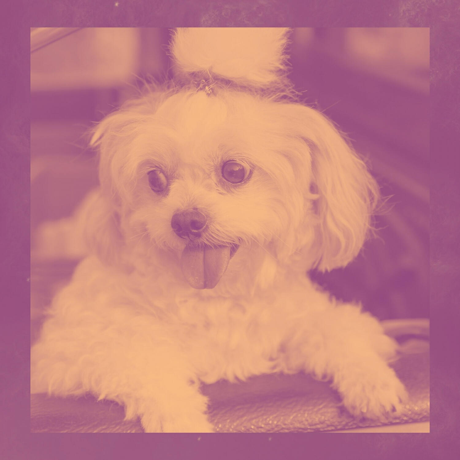Dog Chill Out Music - Magical Ambience for Calming Puppies