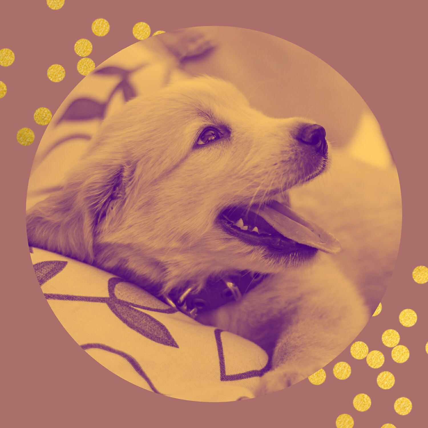 Dog Music Playlist - Relaxing Moods for Doggy Anxiety
