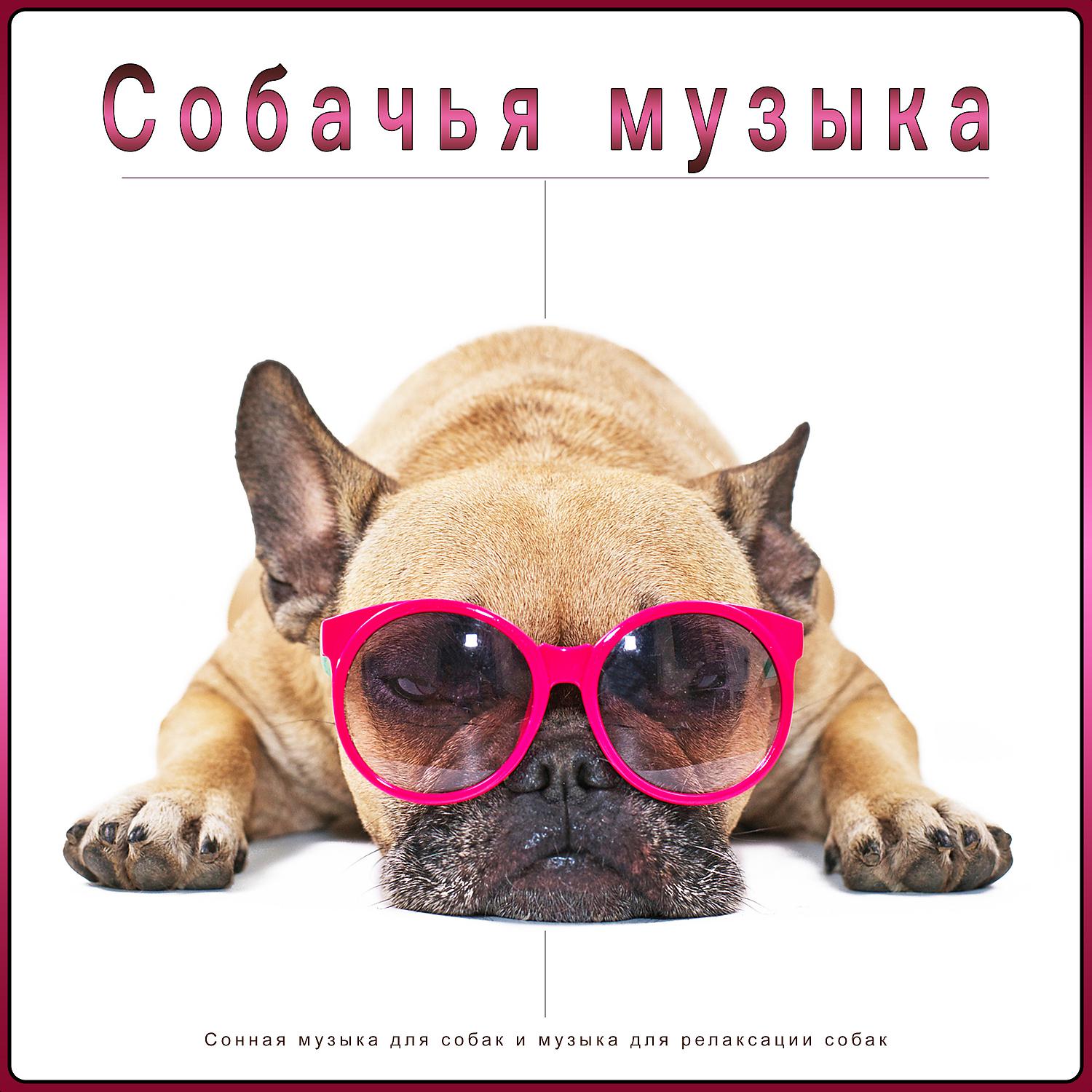 Постер альбома Собачья музыка: Сонная музыка для собак и музыка для релаксации собак