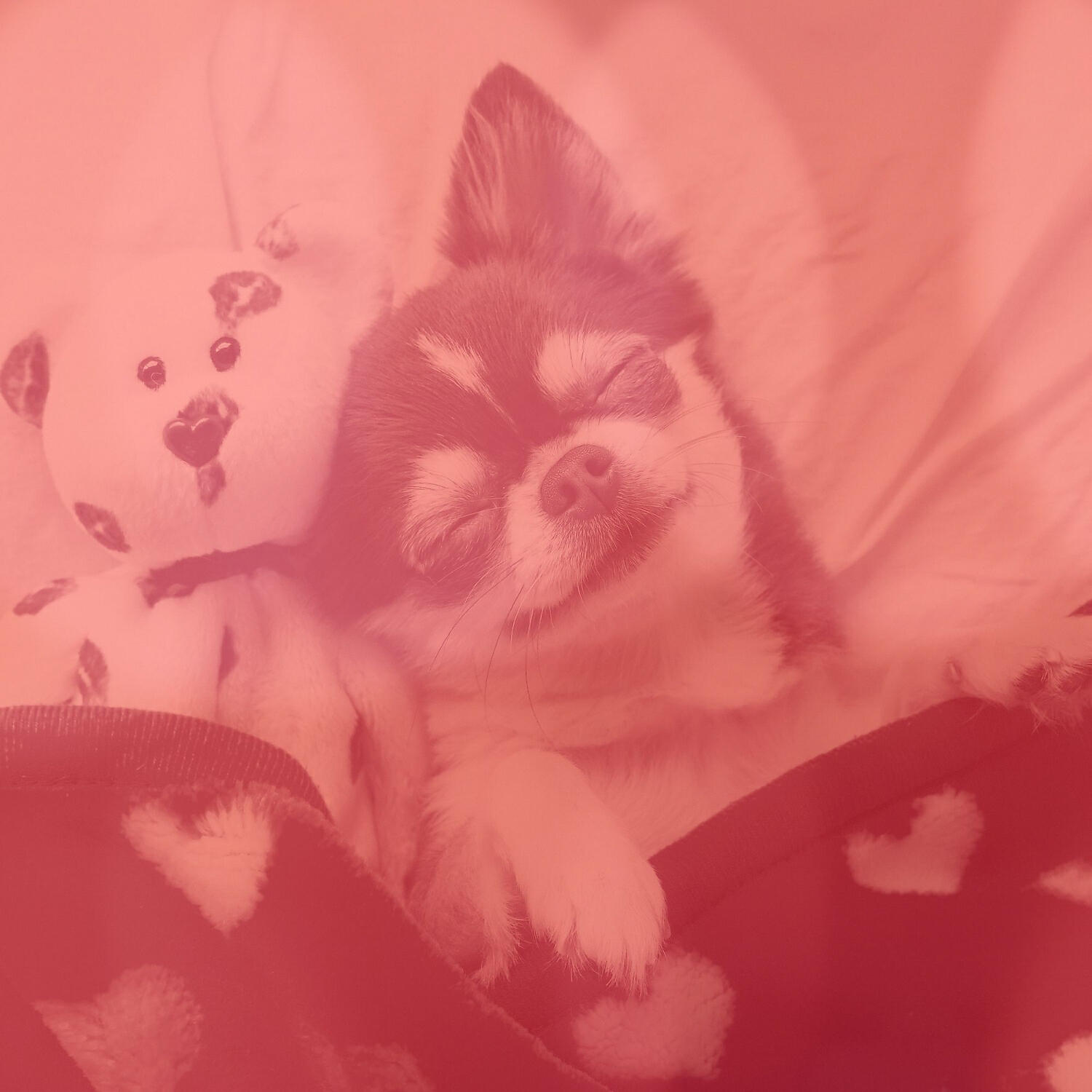Dogs at Home - Amazing Music for Calming Puppies