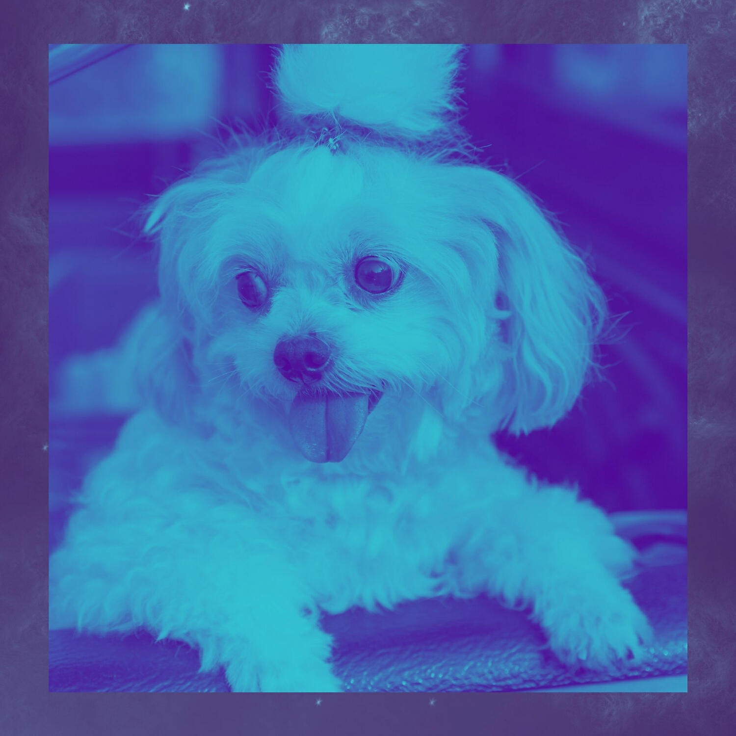 Dog Music Therapy - Amazing Moods for Calming Dogs