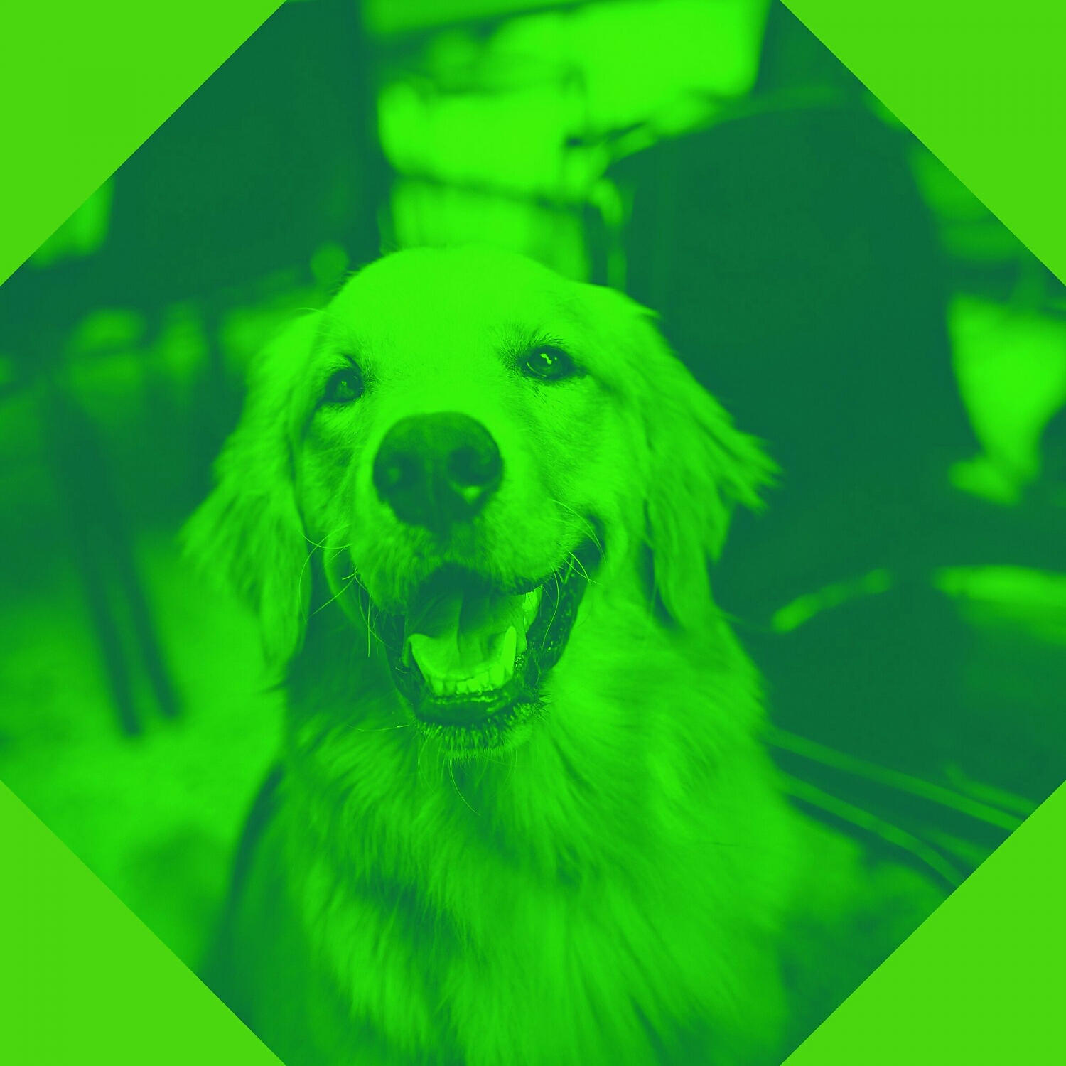Comfortable Doggy Music - Elegant Ambience for Calming Your Dog