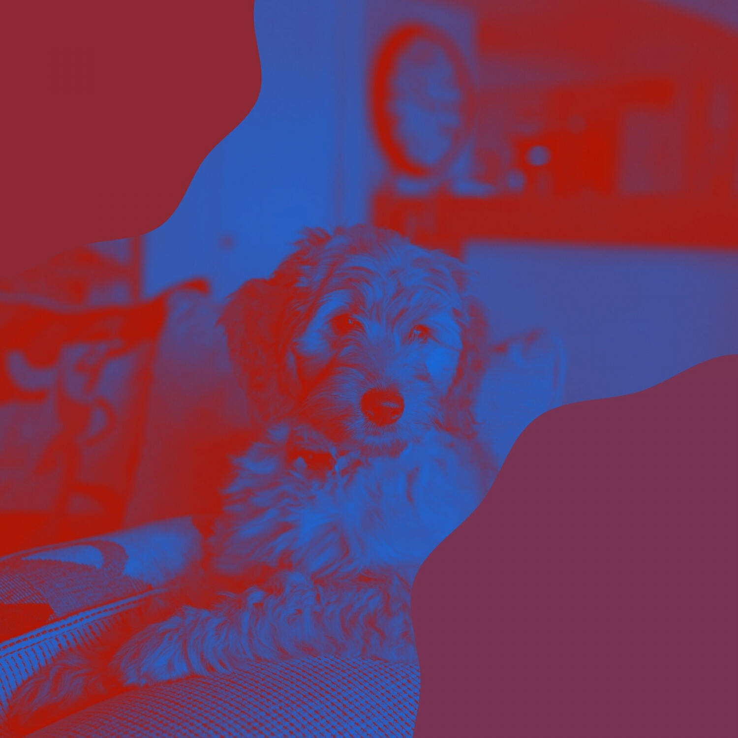 Relaxing Dog Music Vibes - Laid-back Moods for Doggy Naptime