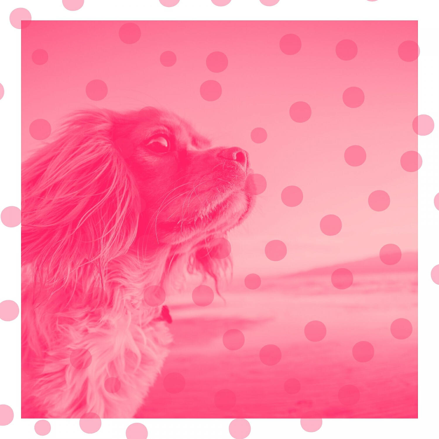 Relaxing Dog Music Society - Extraordinary Backdrops for Doggy Stress