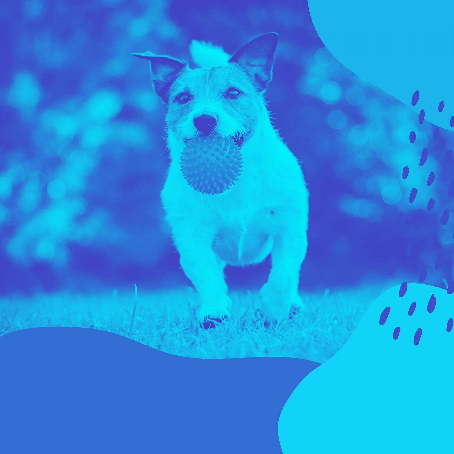 Doggy Music Playlists - Carefree Music for Doggy Stress
