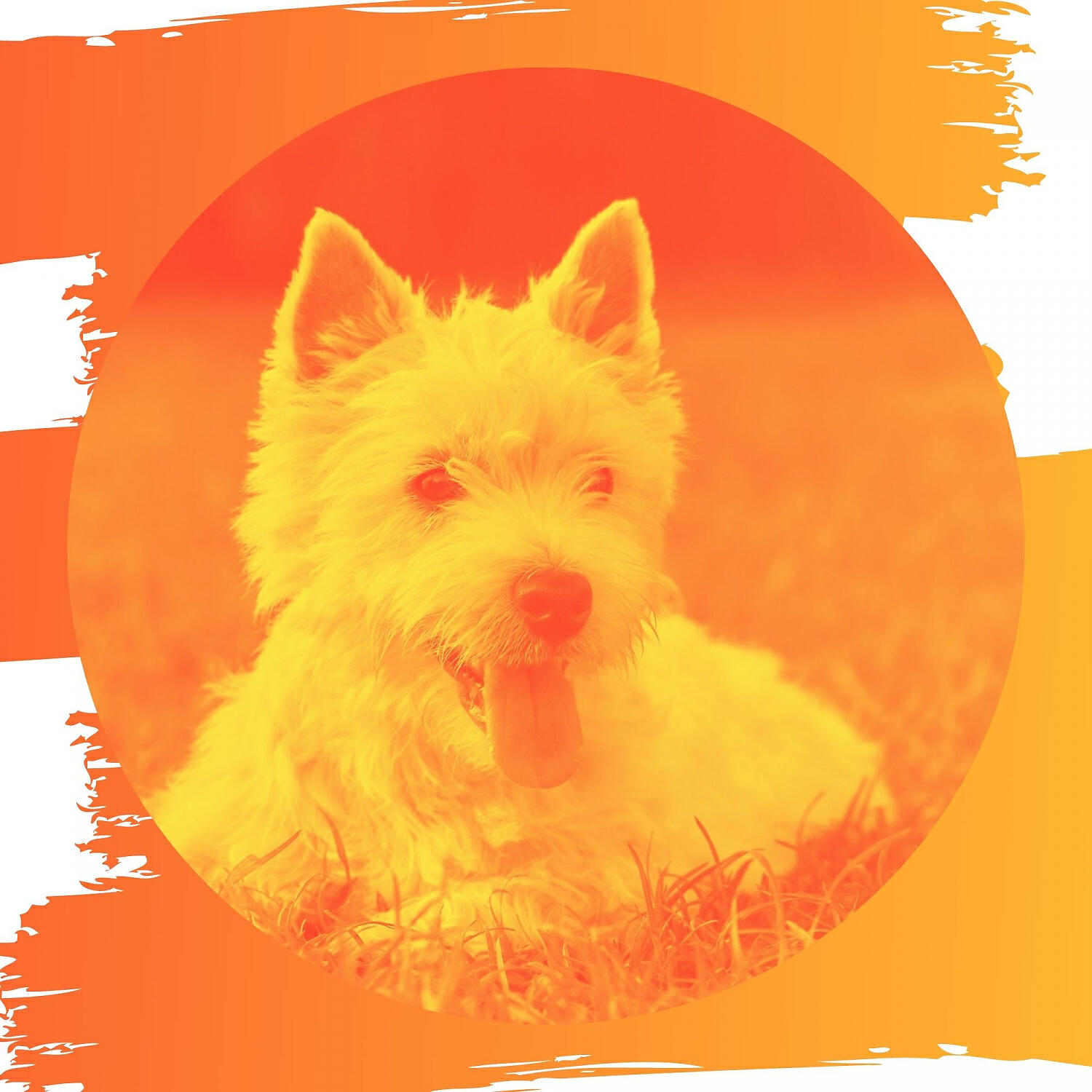 Calm Dog Music - Charming Bossa Nova - Vibe for Separation Anxiety