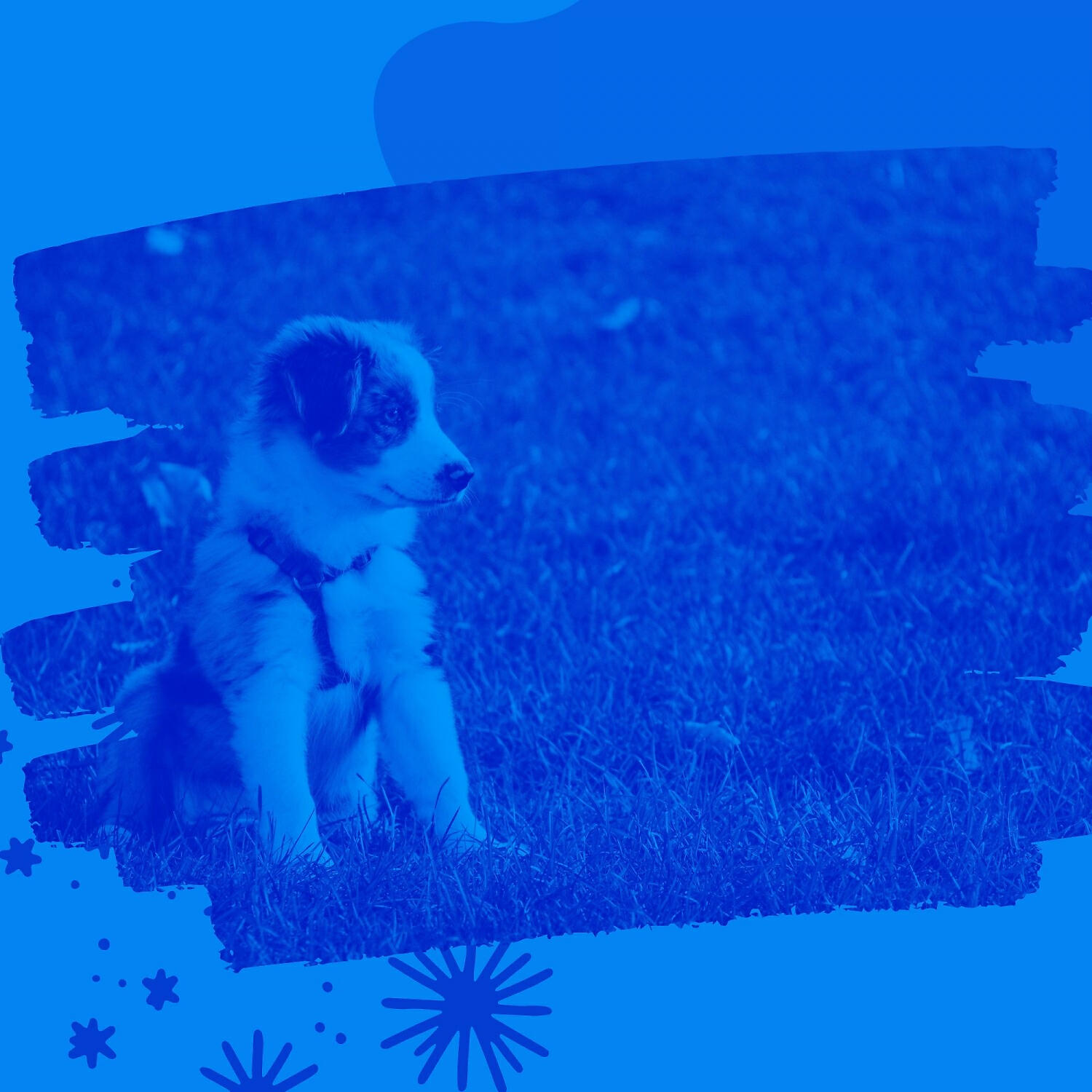 Comfortable Doggy Music - Artistic Bossa Nova - Vibe for Relaxing Your Dog