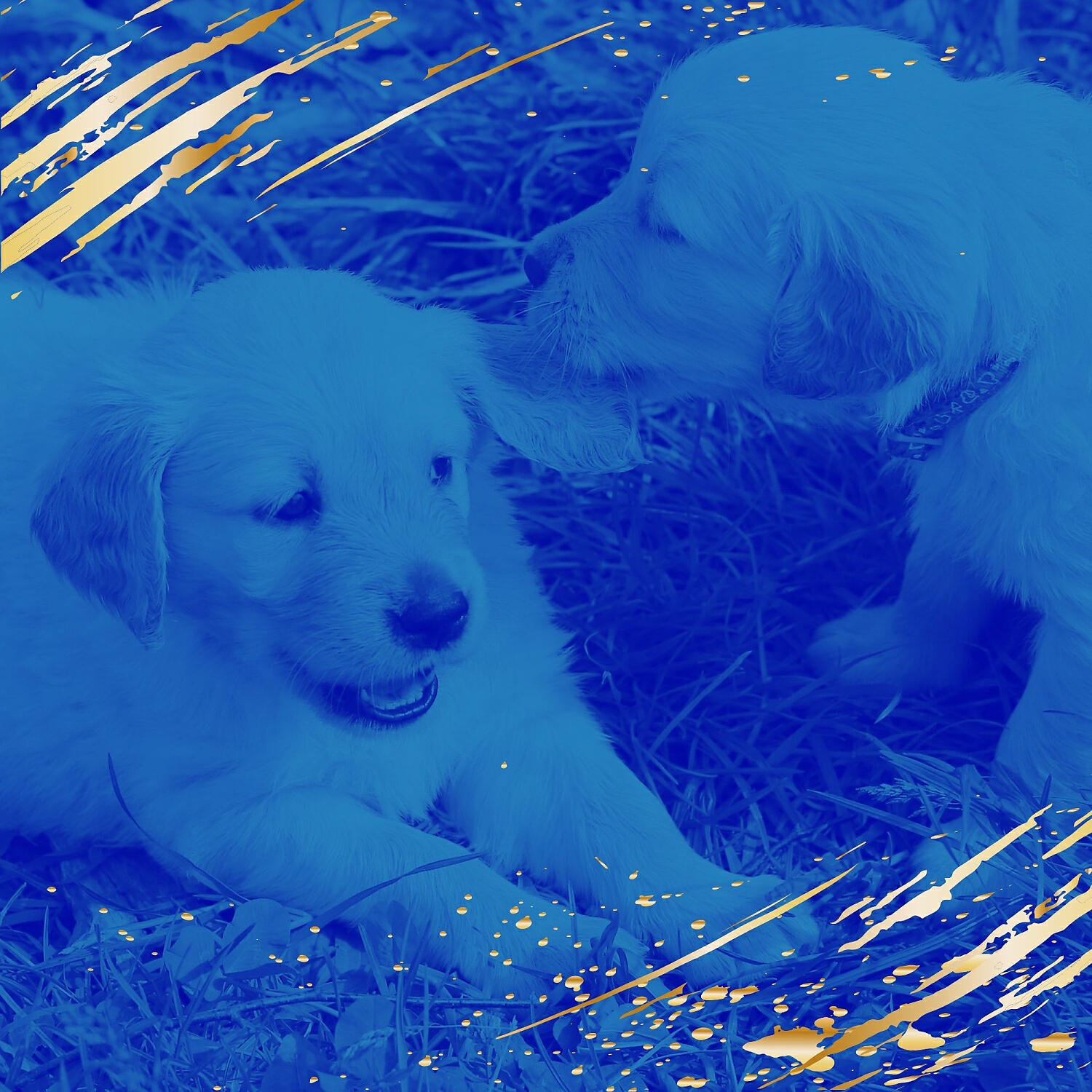 Amazing Relaxing Dog Music - Happening Music for Calming Your Dog