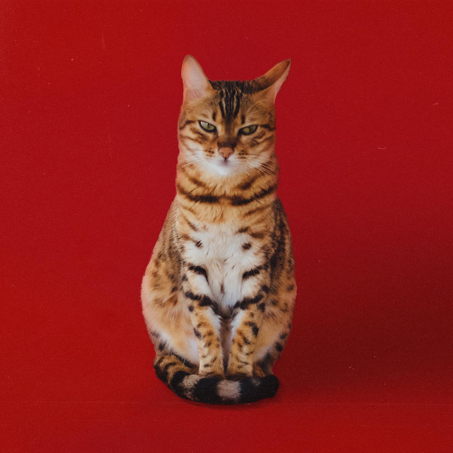 Постер альбома Catcalls