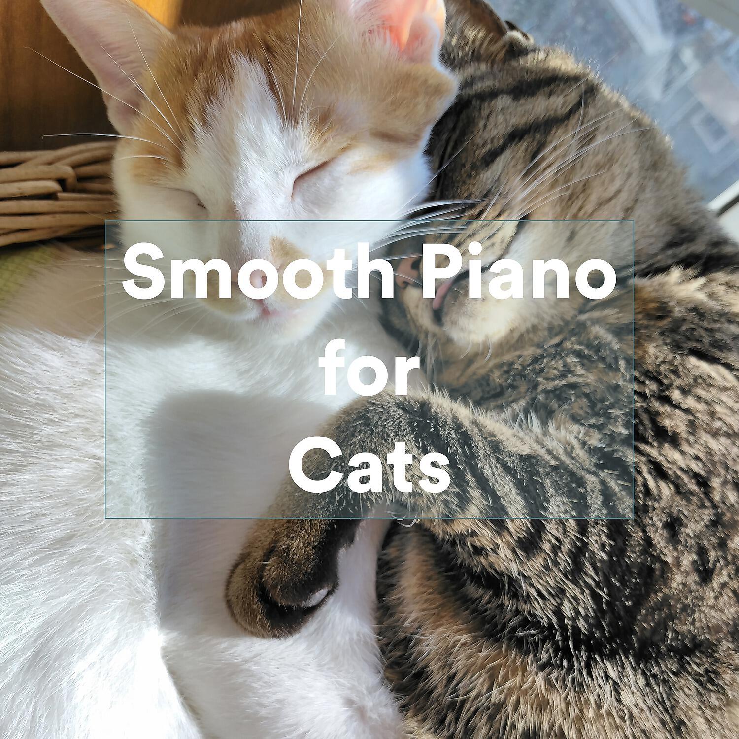 Music For Cats - Unlax Body