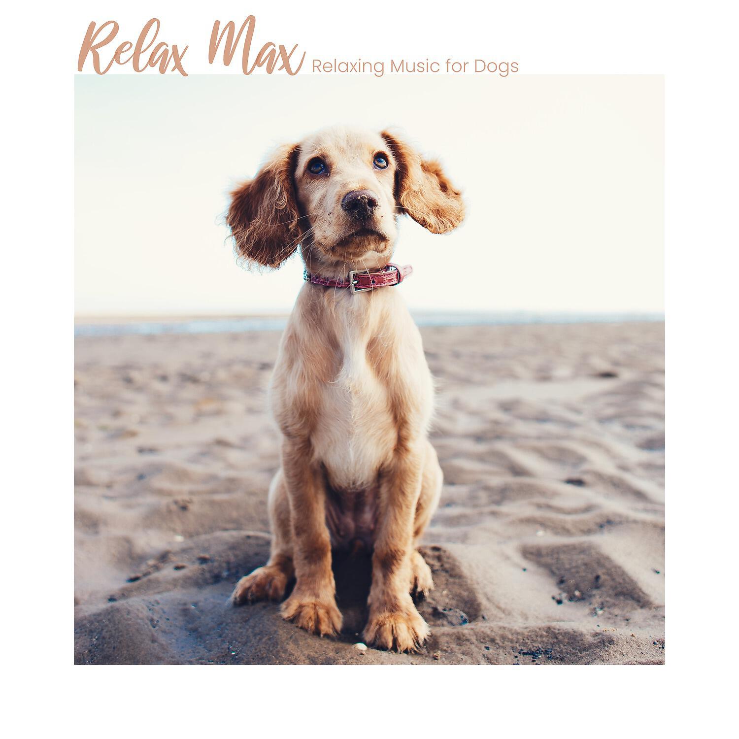 Music For Dogs - Solo Flight