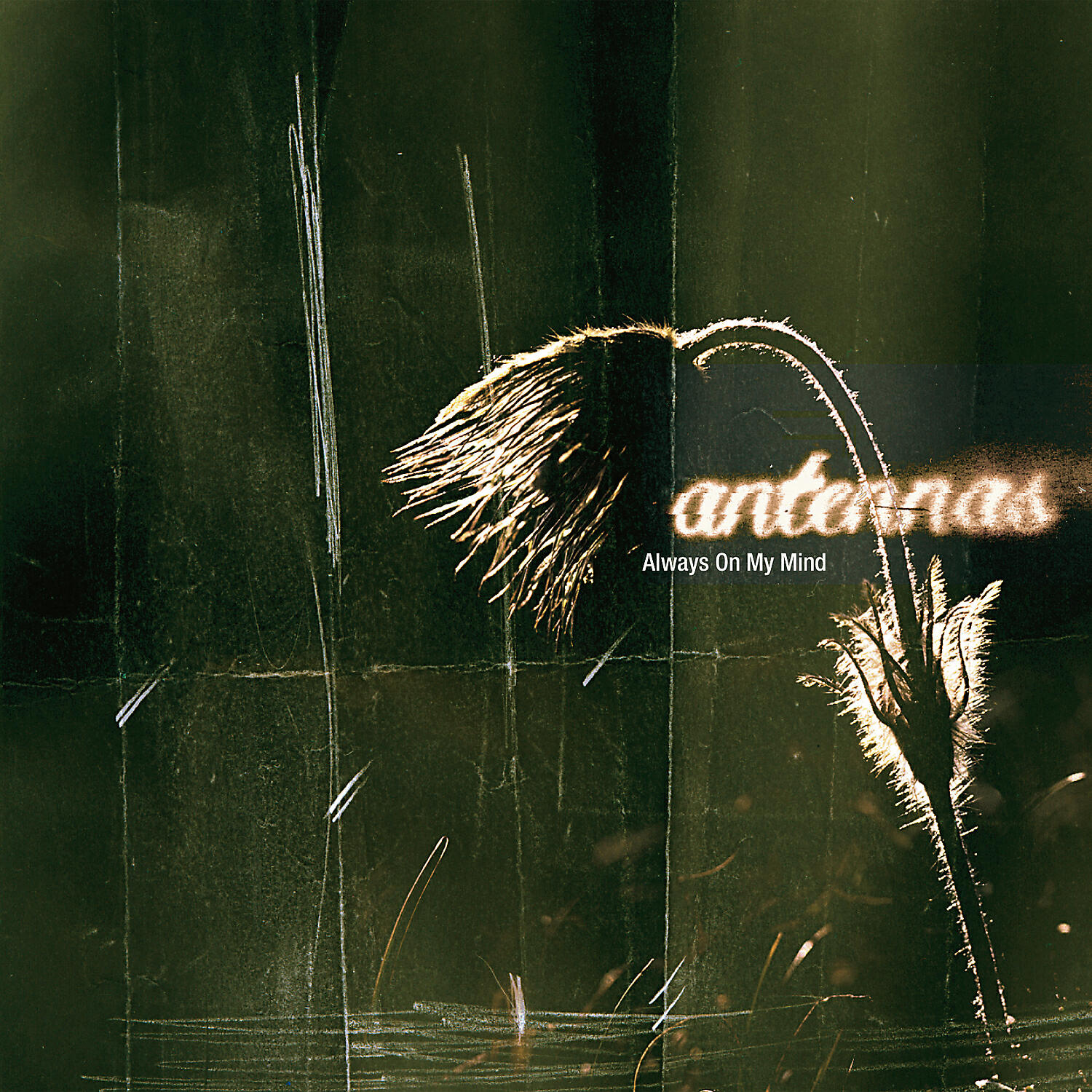 Antennas - Always On My Mind (Pro-Seed Remix)