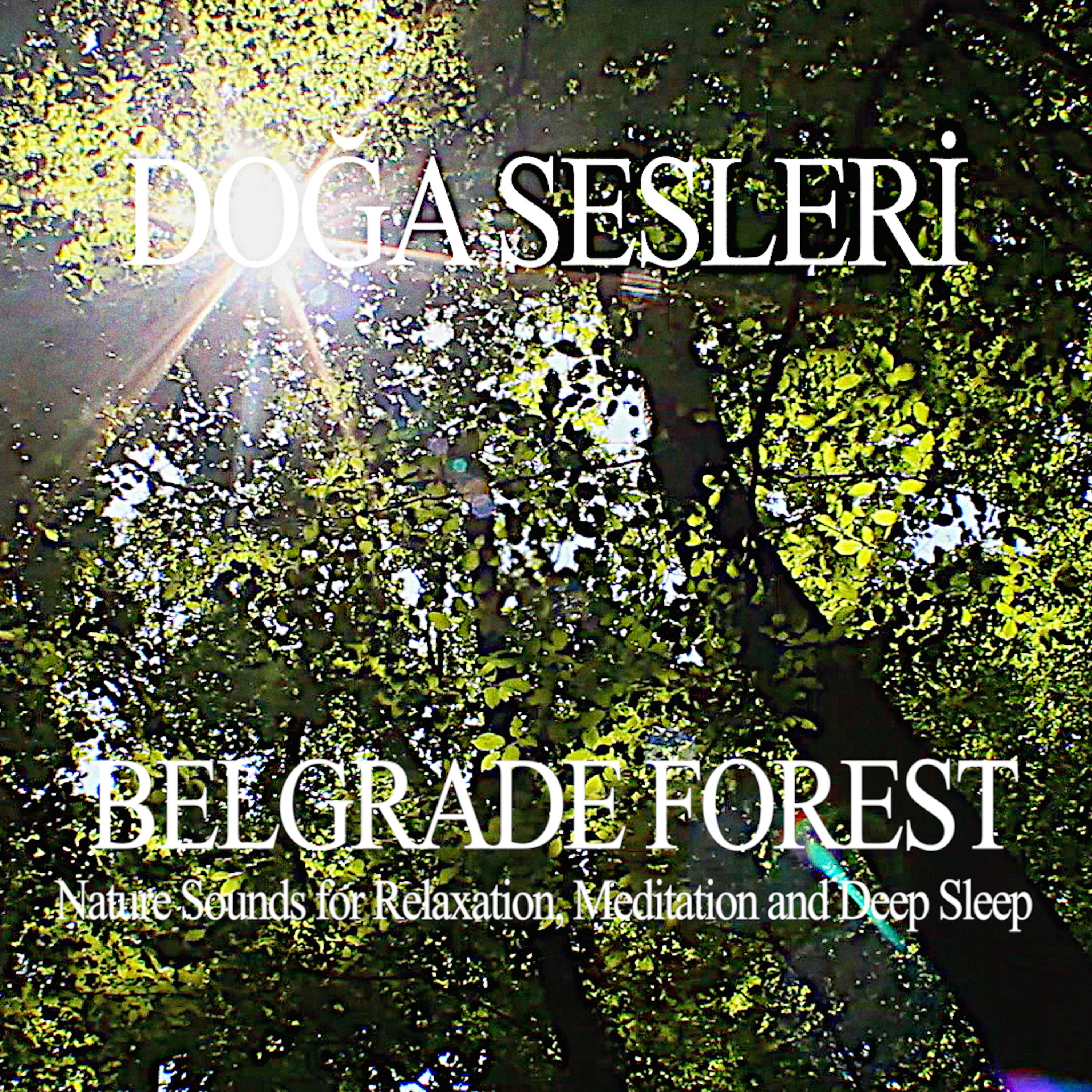 Постер альбома Belgrade Forest - Nature Sounds for Relaxation,Meditation and Deep Sleep
