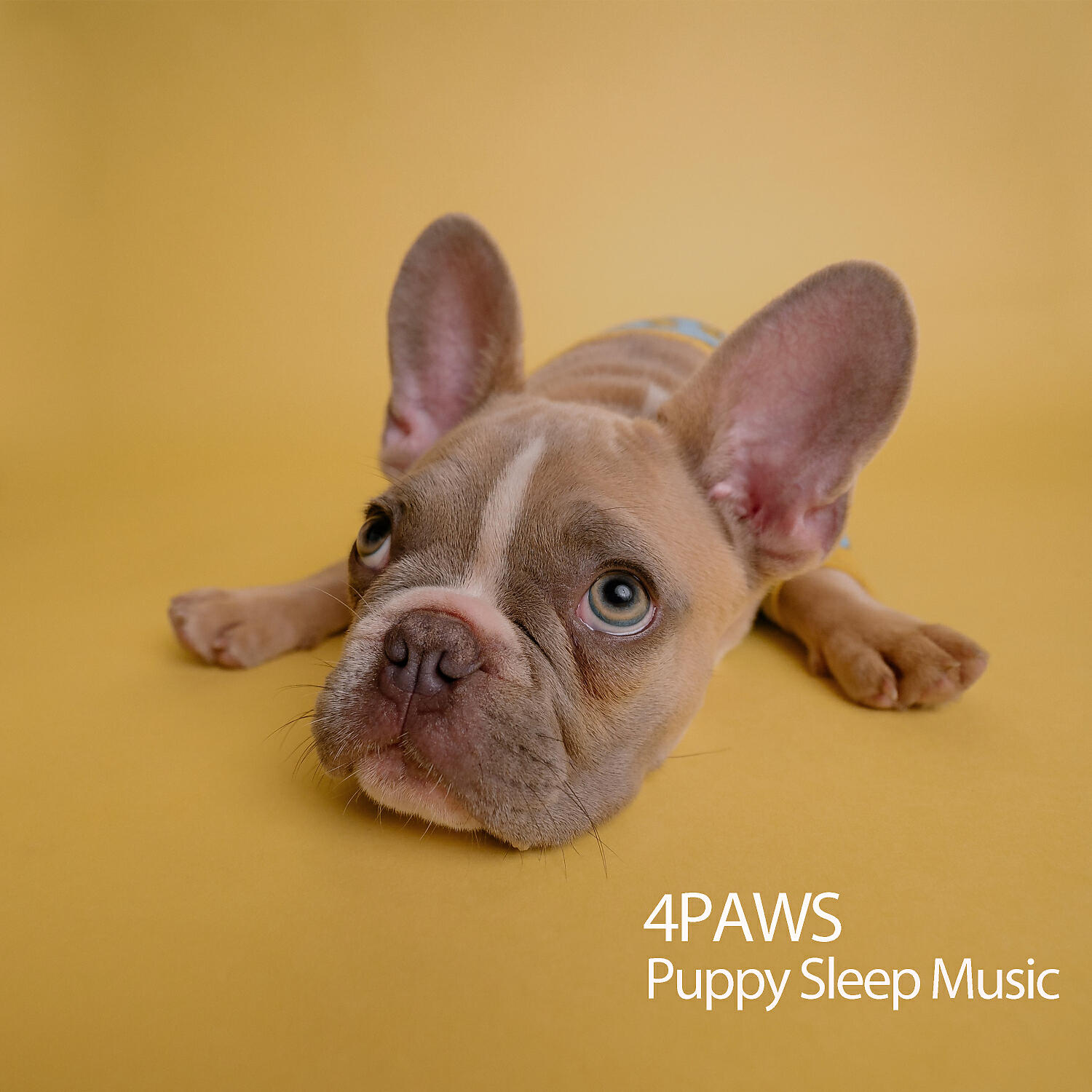 Dog Music - Sleeping pets
