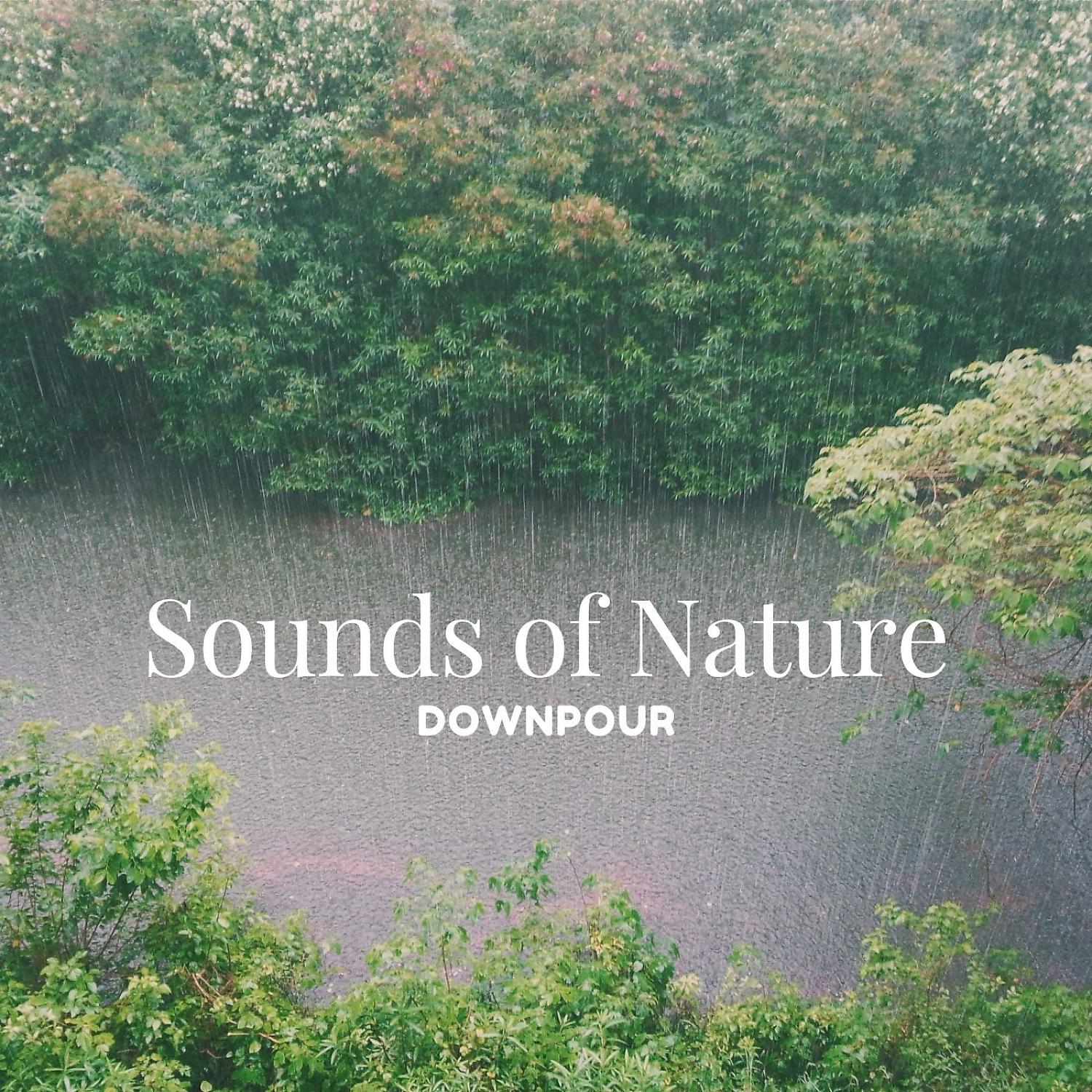 Постер альбома Sounds of Nature: Downpour