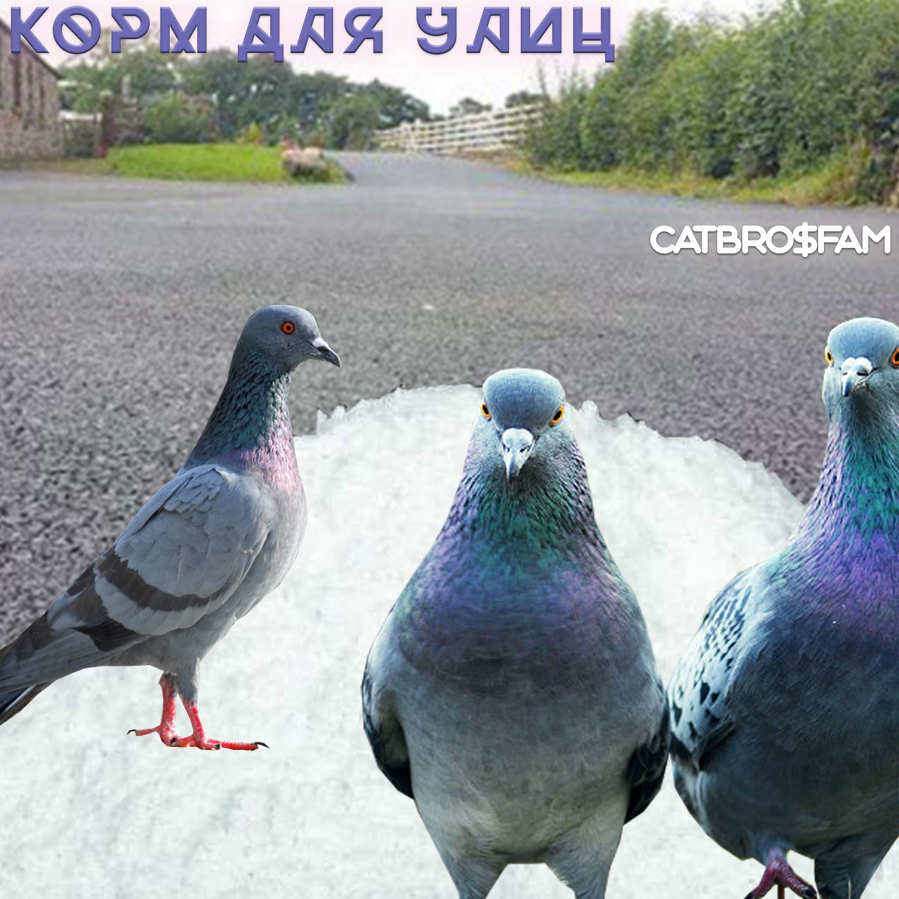 Постер альбома Корм для улиц