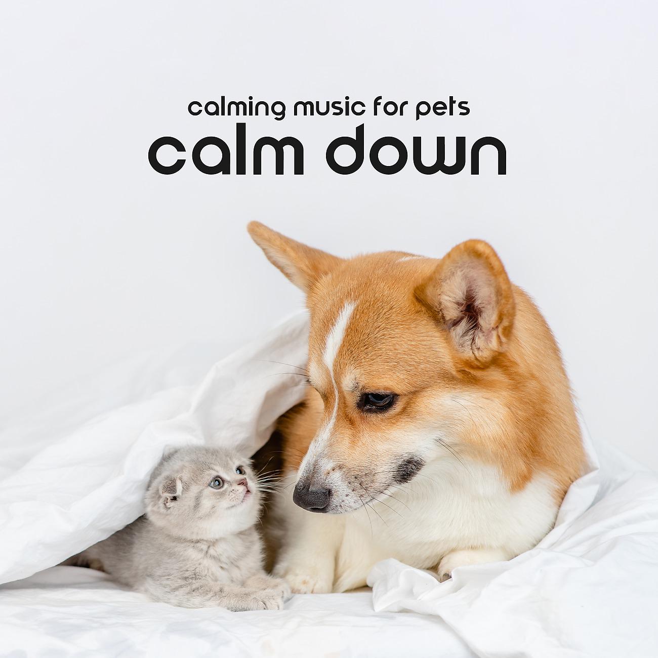 Постер альбома Calming Music for Pets