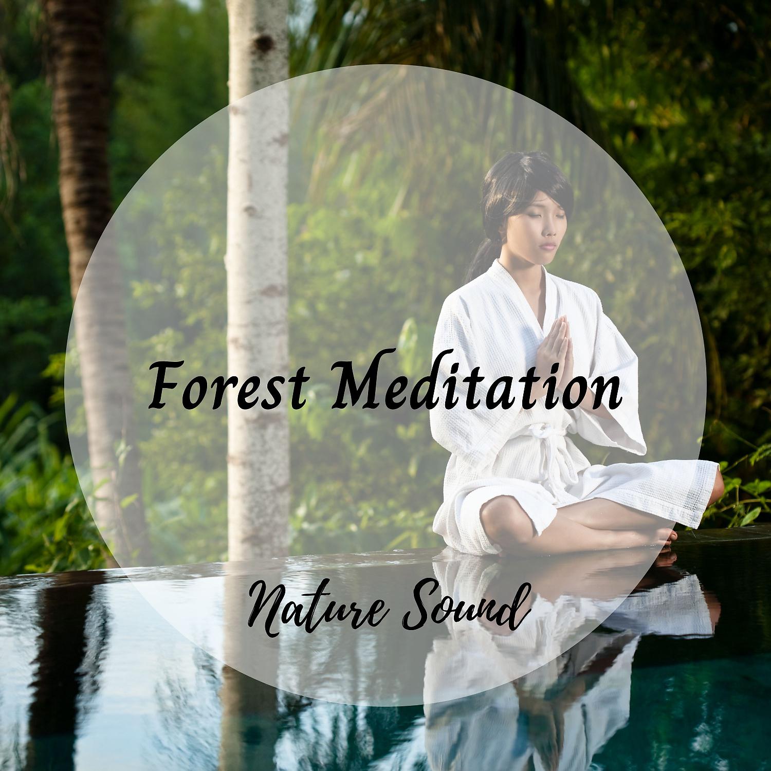 Постер альбома Nature Sound: Forest Meditation
