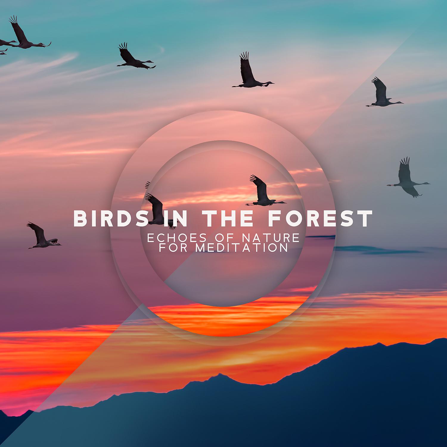 Постер альбома Birds in the Forest: Echoes of Nature for Meditation, Healing Flute & River Sounds