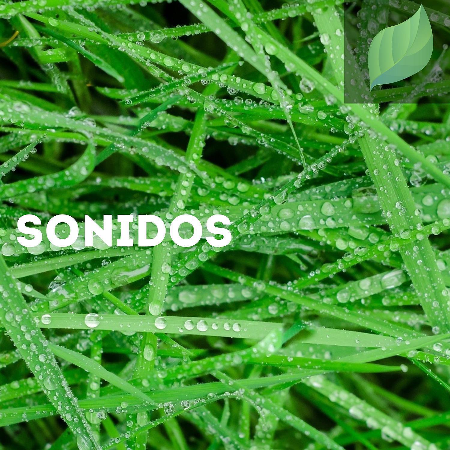 Постер альбома Sonidos