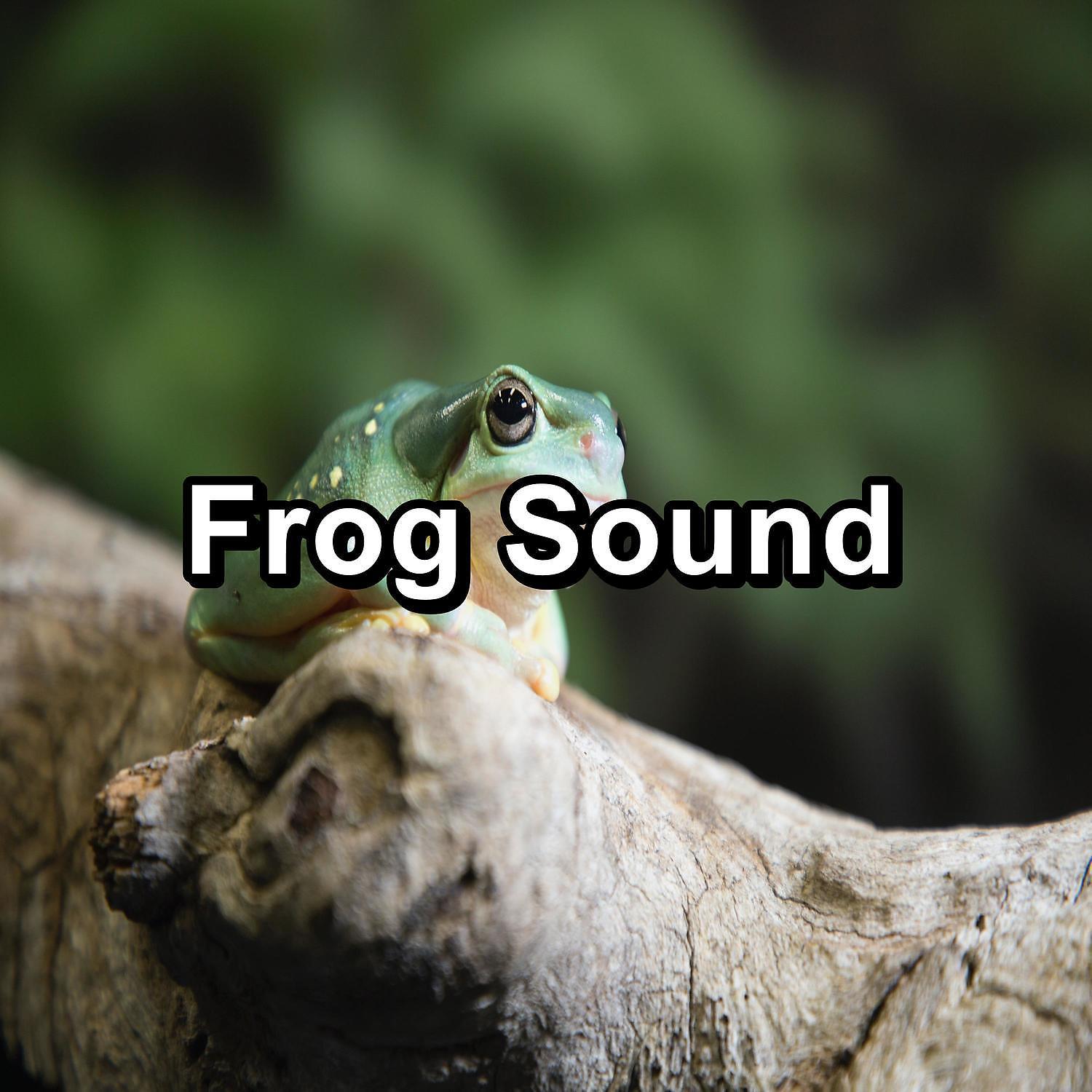 Постер альбома Frog Sound