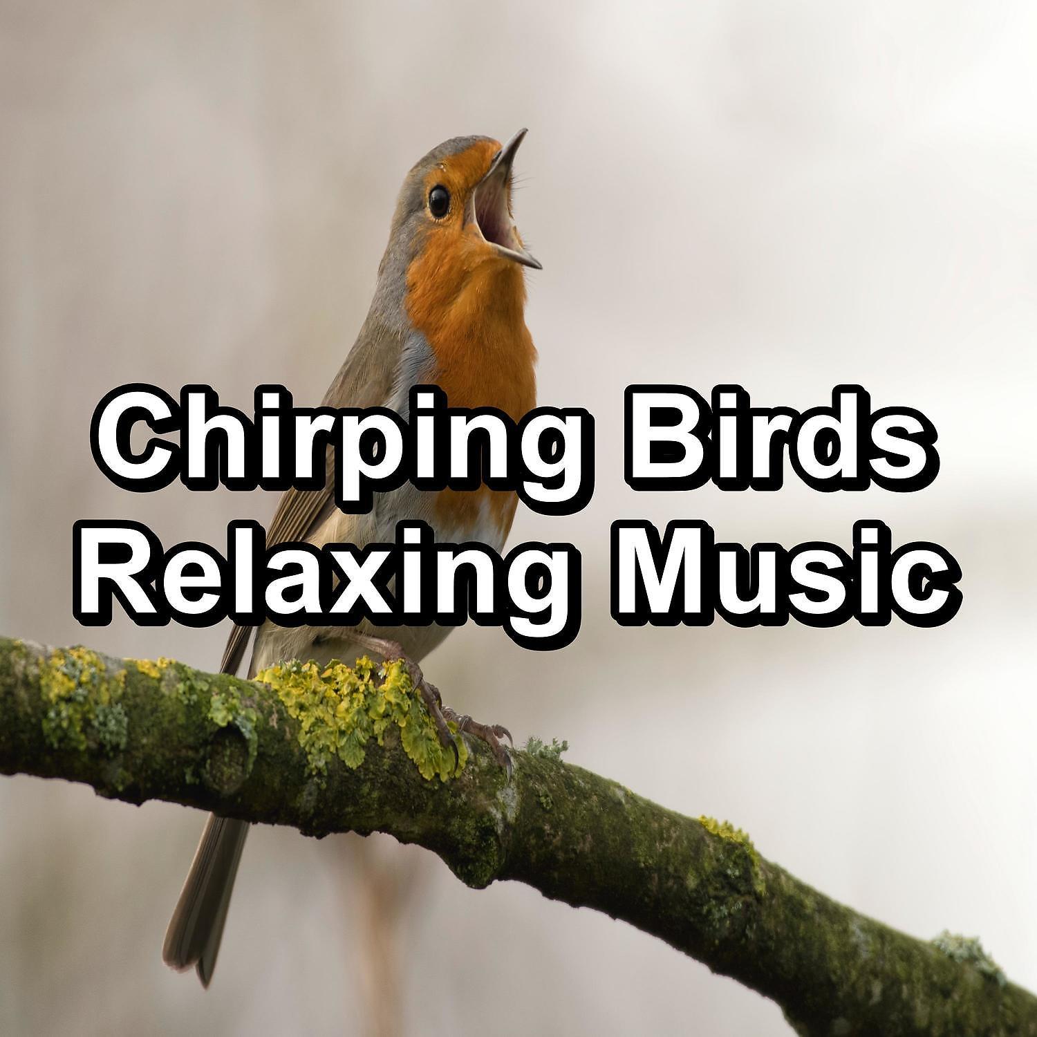 Постер альбома Chirping Birds Relaxing Music