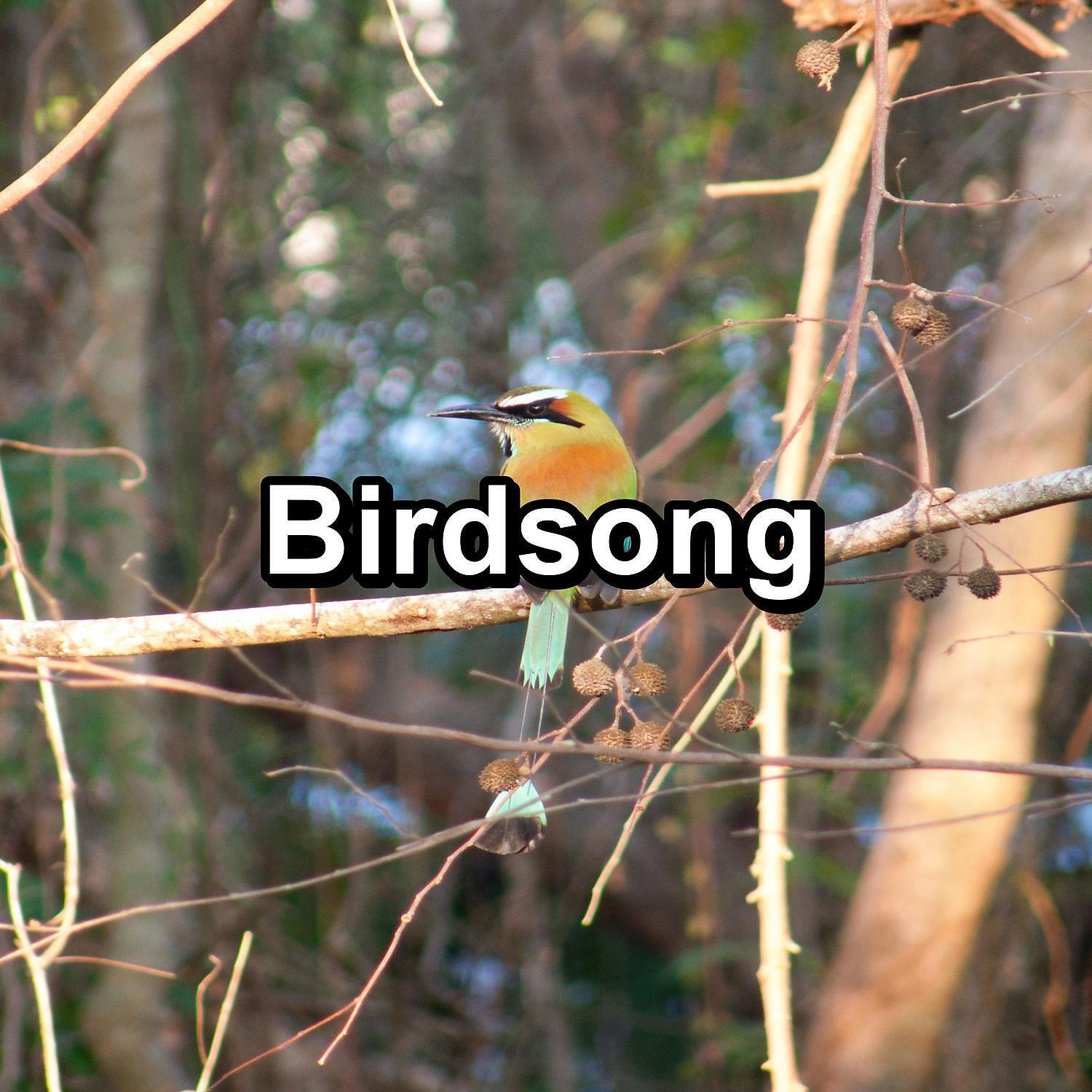Rain Sounds - Easy Listening Birdsongs Sounds