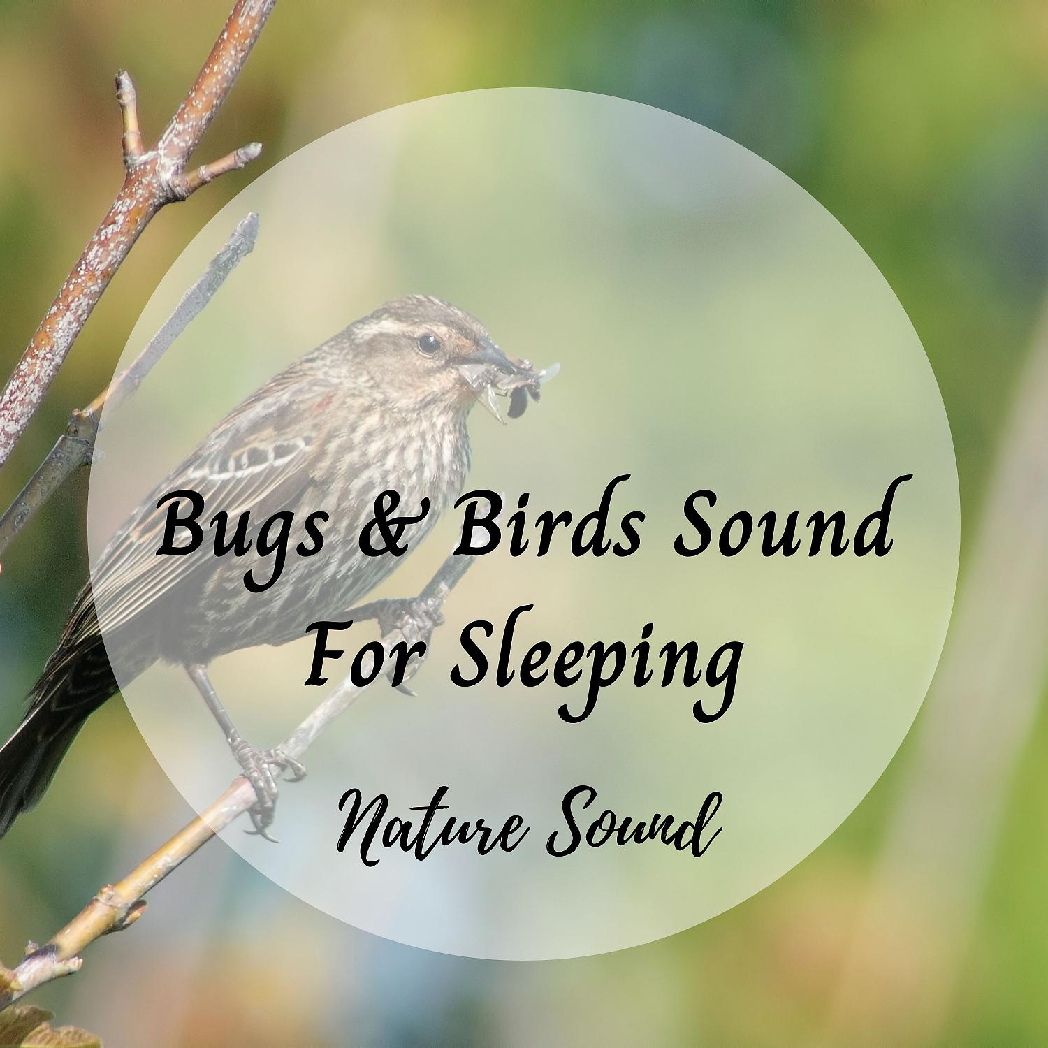 Постер альбома Nature Sound: Bugs & Birds Sound For Sleeping
