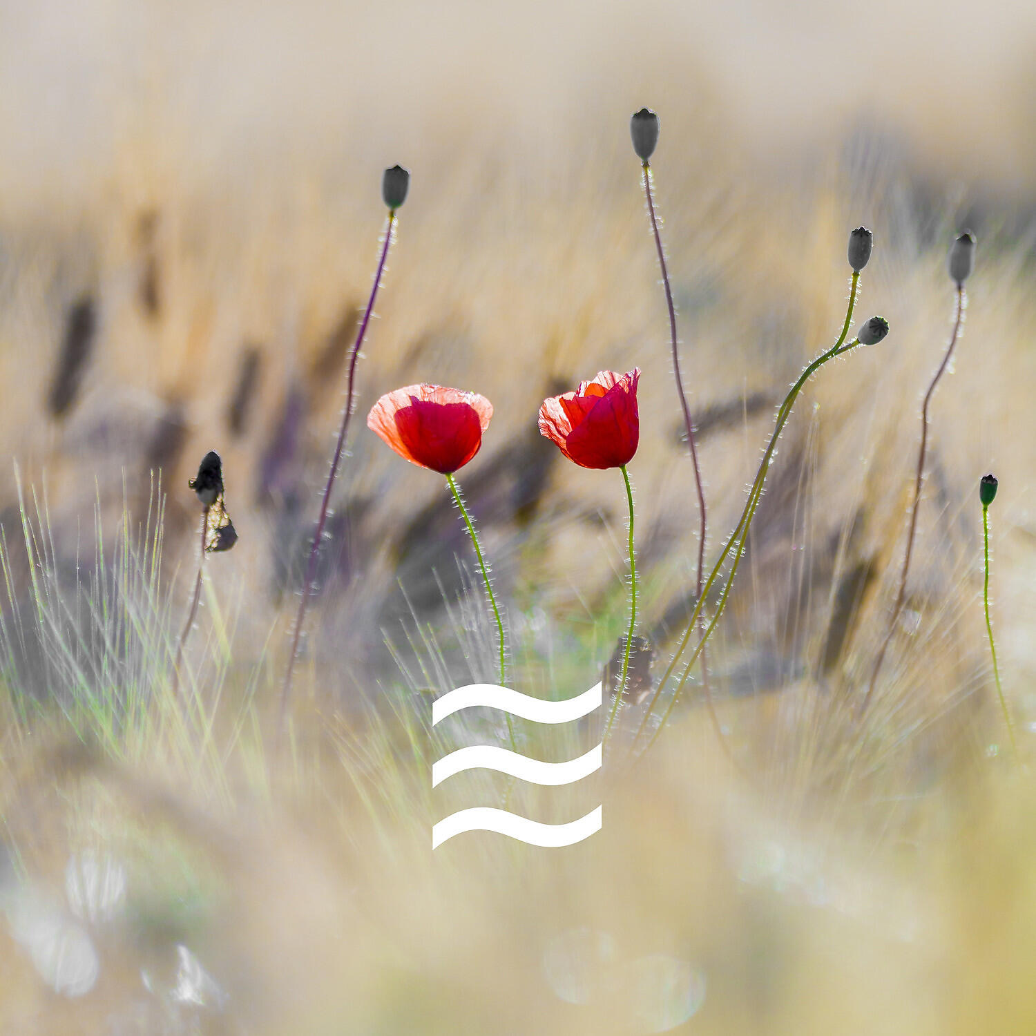 Relaxation Sounds of Calmful Still White Noises - Relaxing Calming White Deep Noise Sound