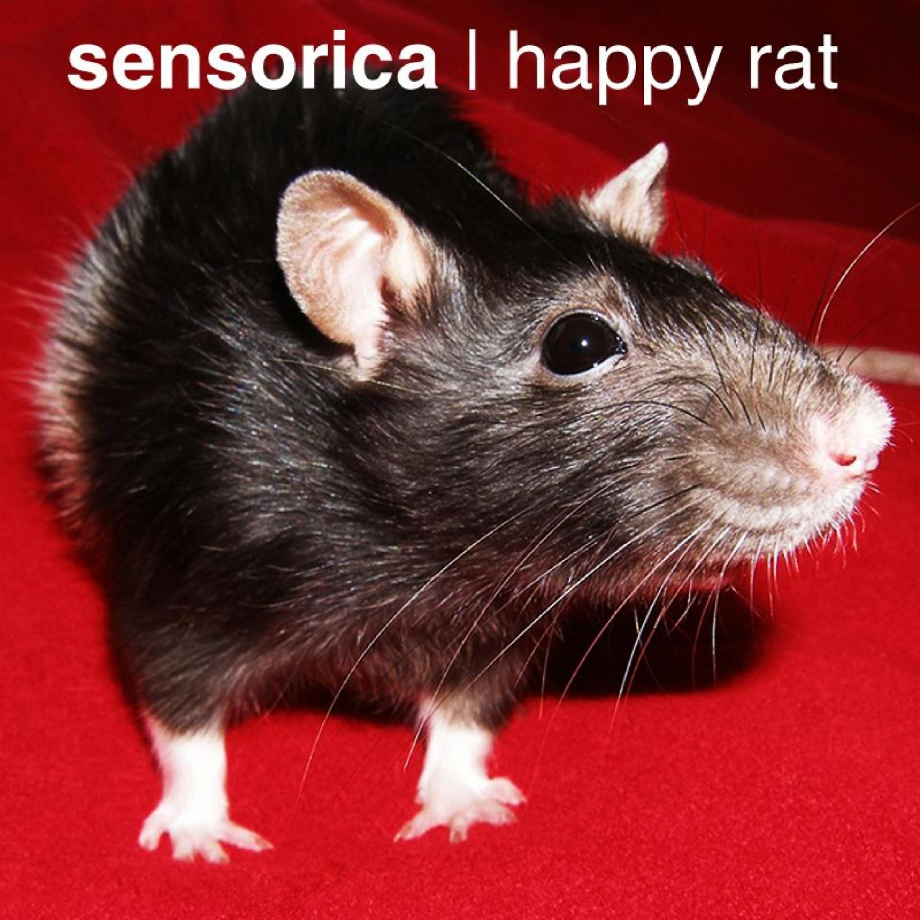 Постер альбома Happy Rat