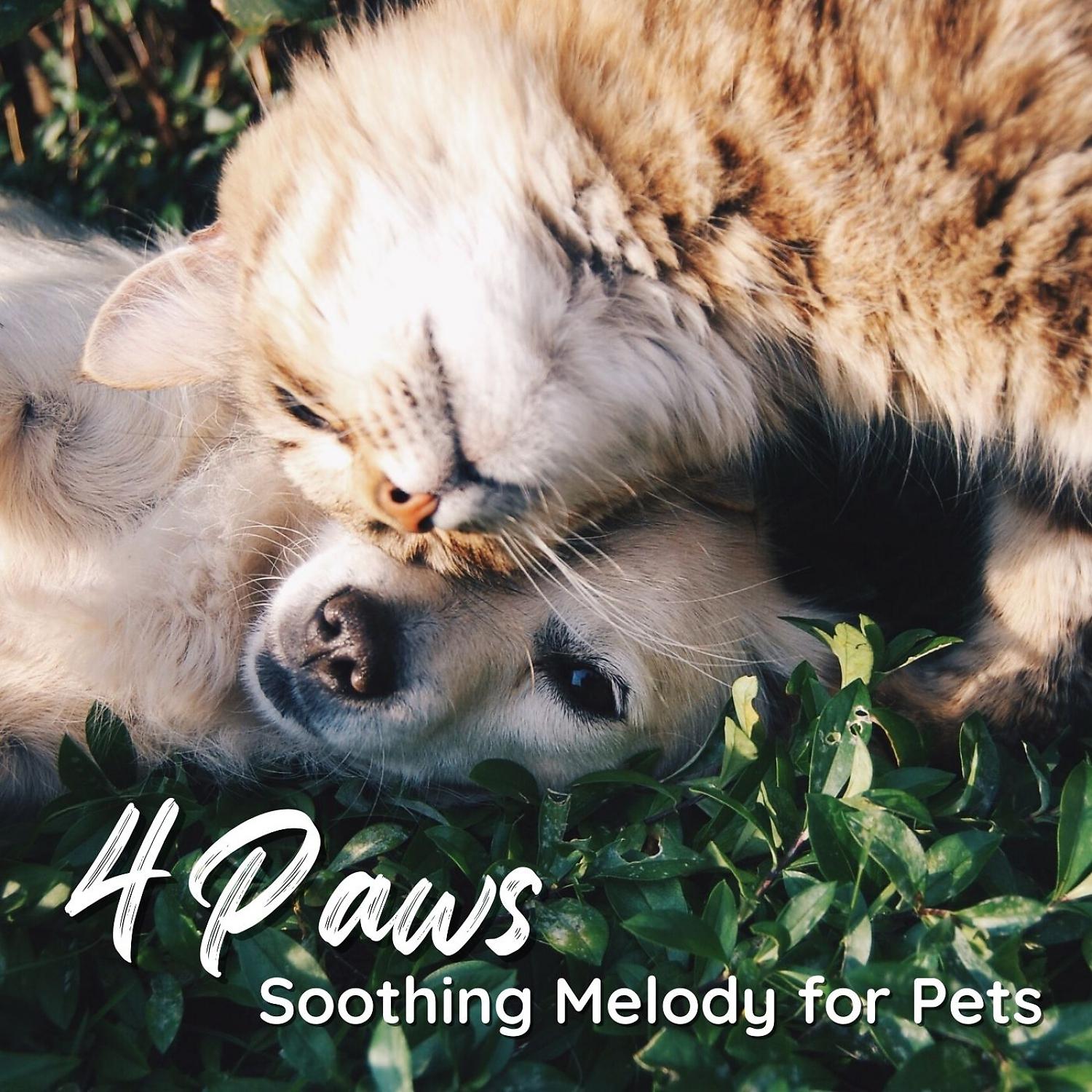 Постер альбома 4Paws: Soothing Melody for Pets
