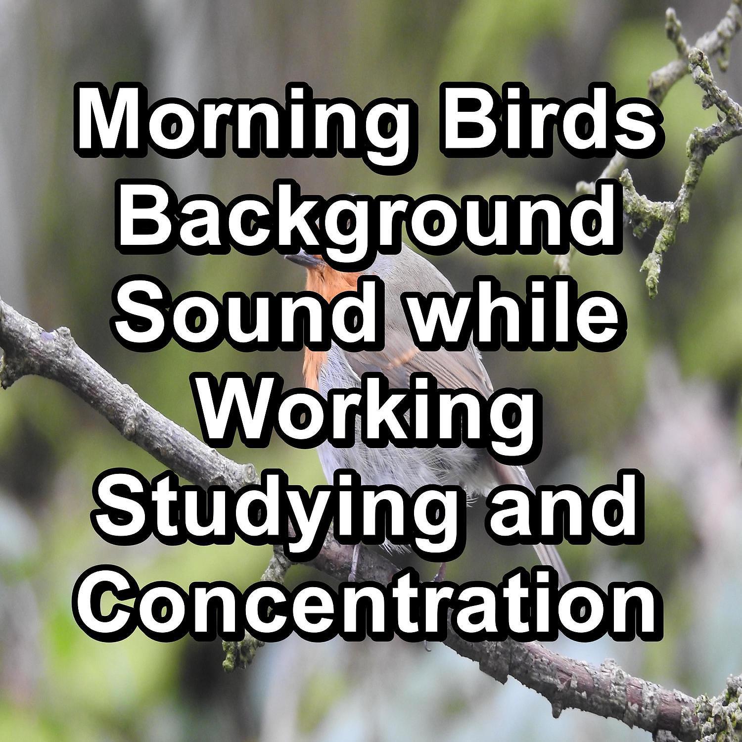Постер альбома Morning Birds Background Sound while Working Studying and Concentration