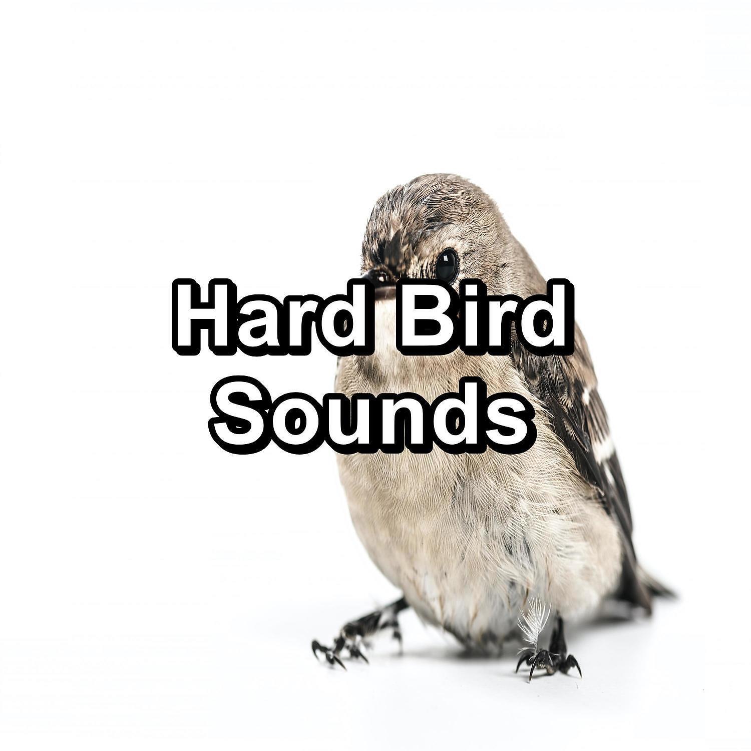 Sleep - Beautiful Bird Sounds For a Cozy Living Room To Loop for 24 Hours
