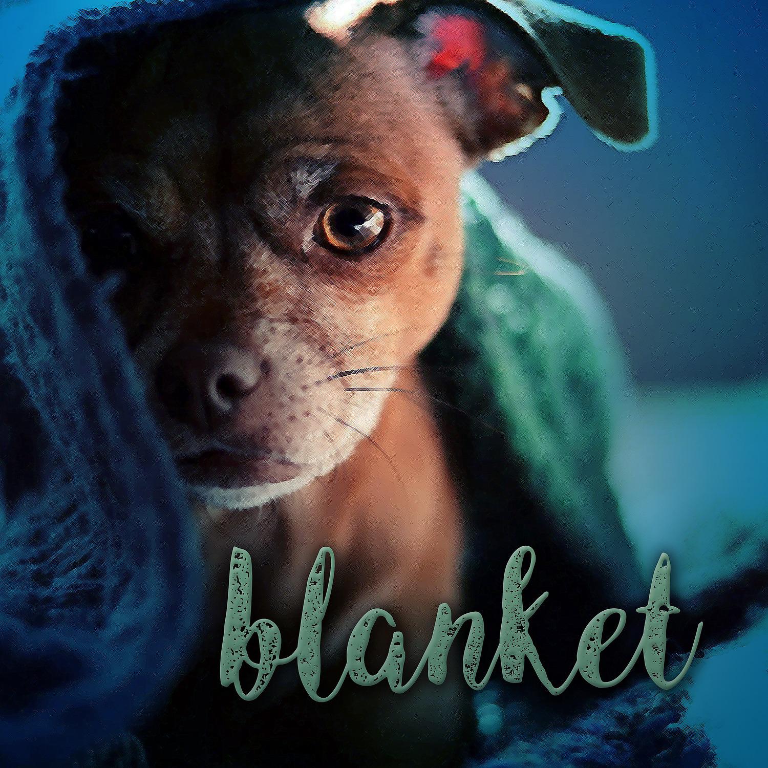 Постер альбома Blanket