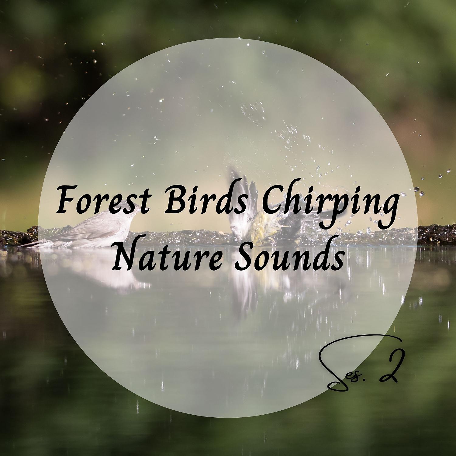 Постер альбома Forest Birds Chirping Nature Sounds Ses. 2