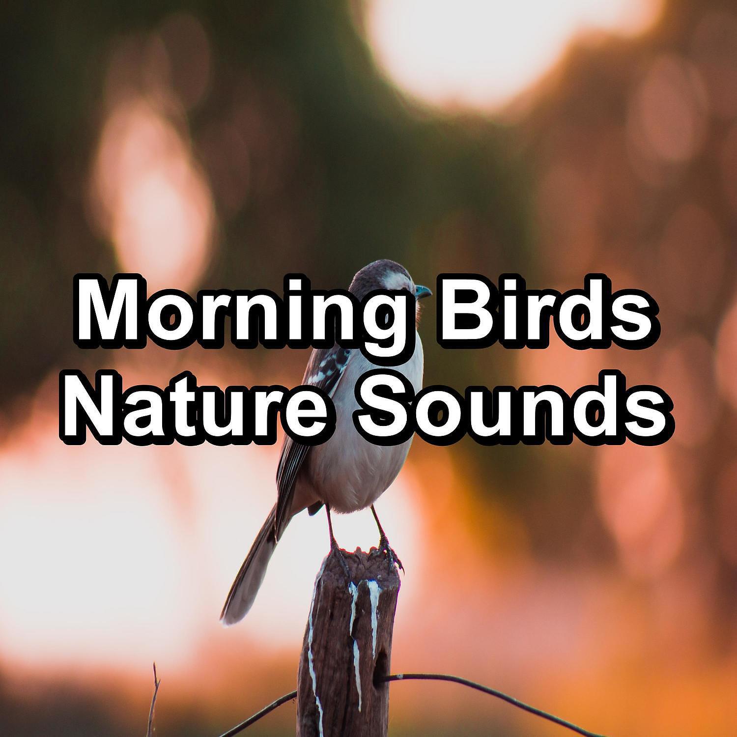 Sleep - Beautiful Bird Sounds For a Cozy Living Room To Loop for 24 Hours