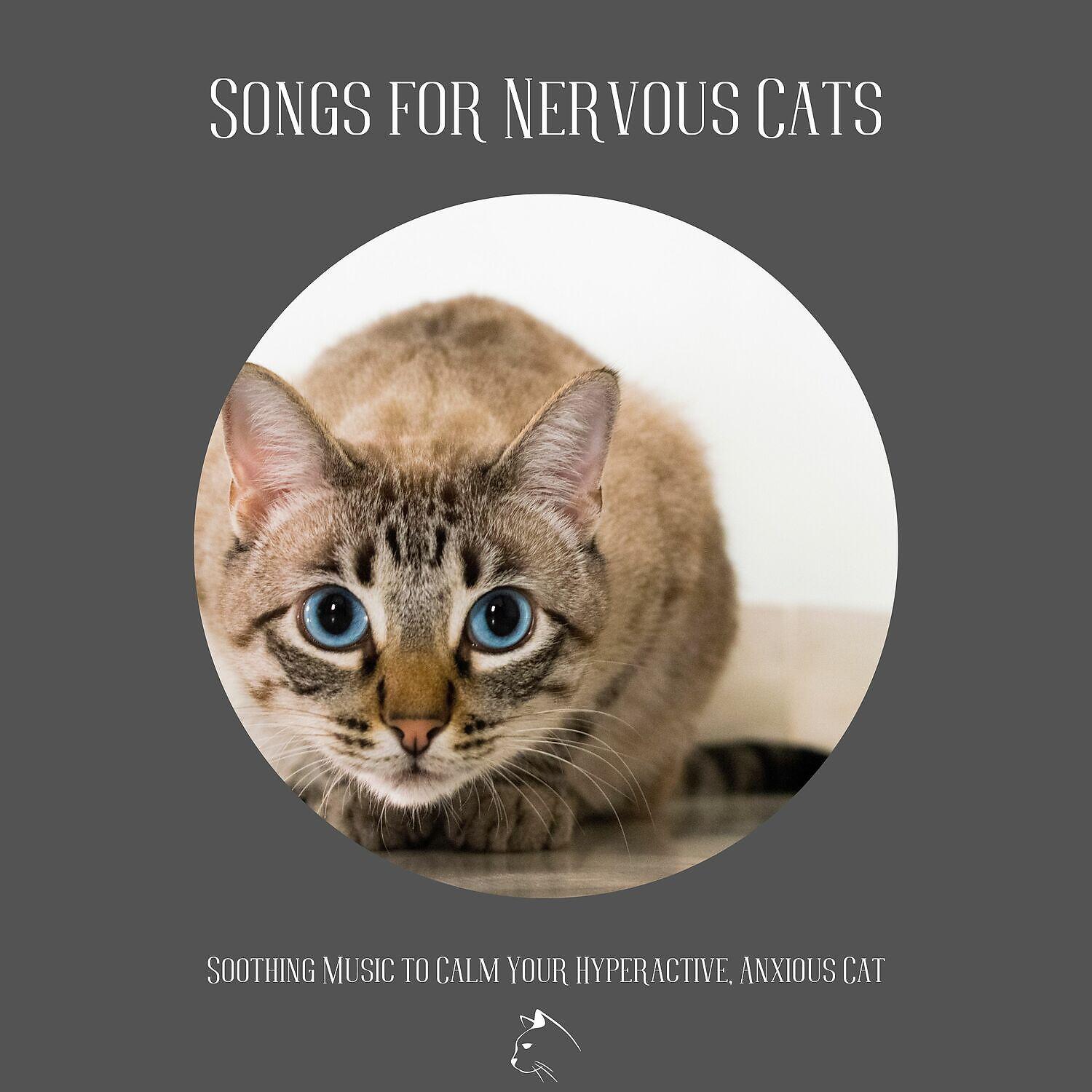 Music For Cats Peace - Songs for Nervous Cats - Soothing Music to Calm Your Hyperactive, Anxious Cat