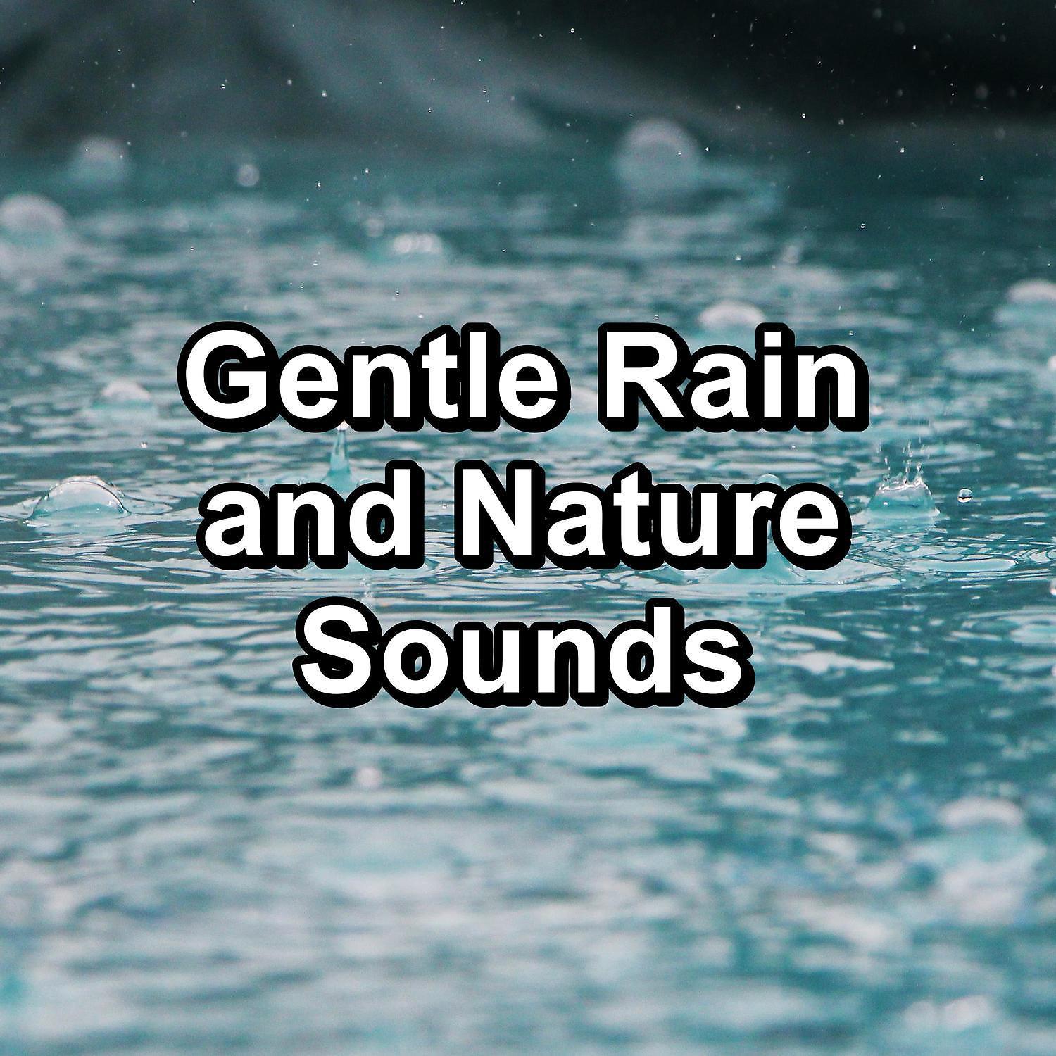 Постер альбома Gentle Rain and Nature Sounds