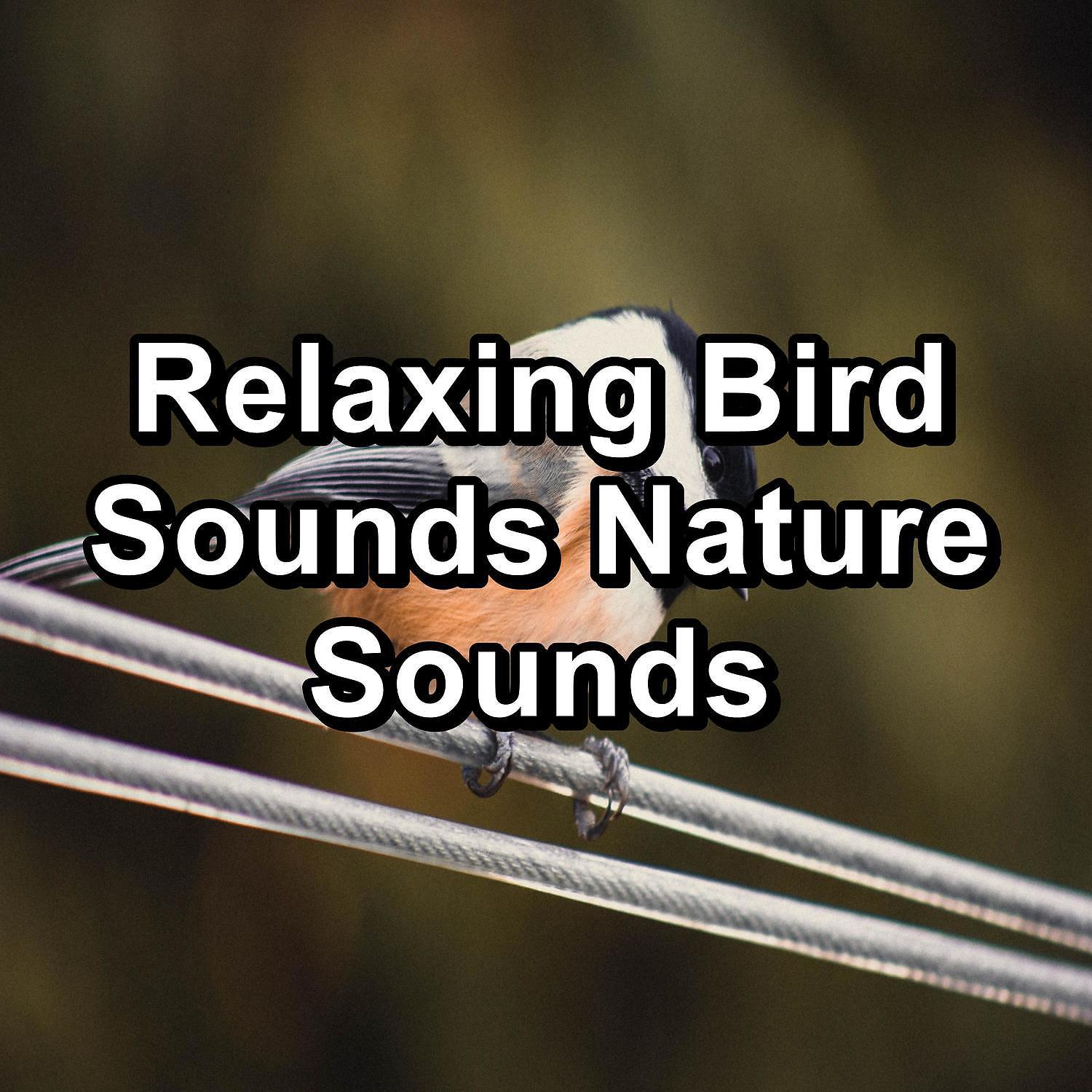 Постер альбома Relaxing Bird Sounds Nature Sounds