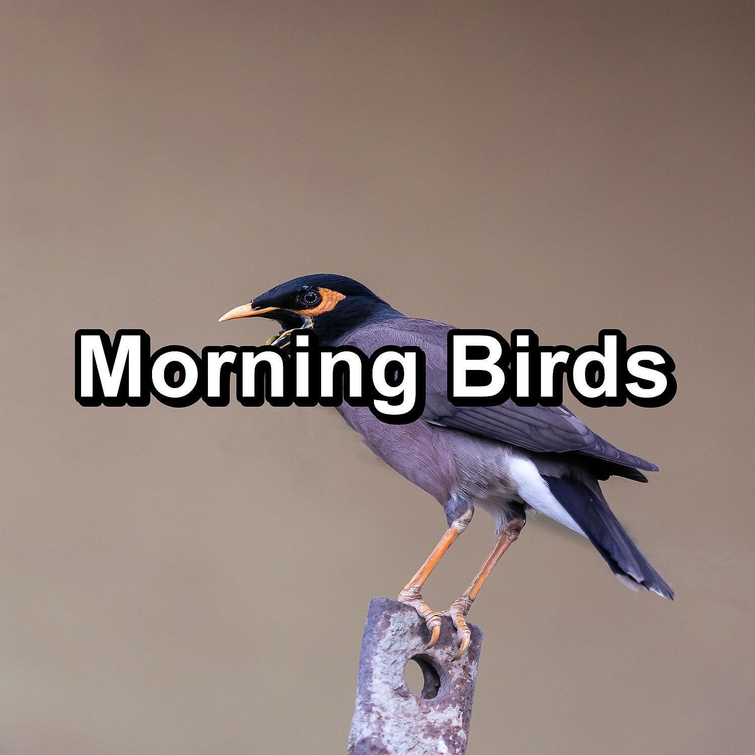 Bird Sounds - Easy Listening Birdsong Music