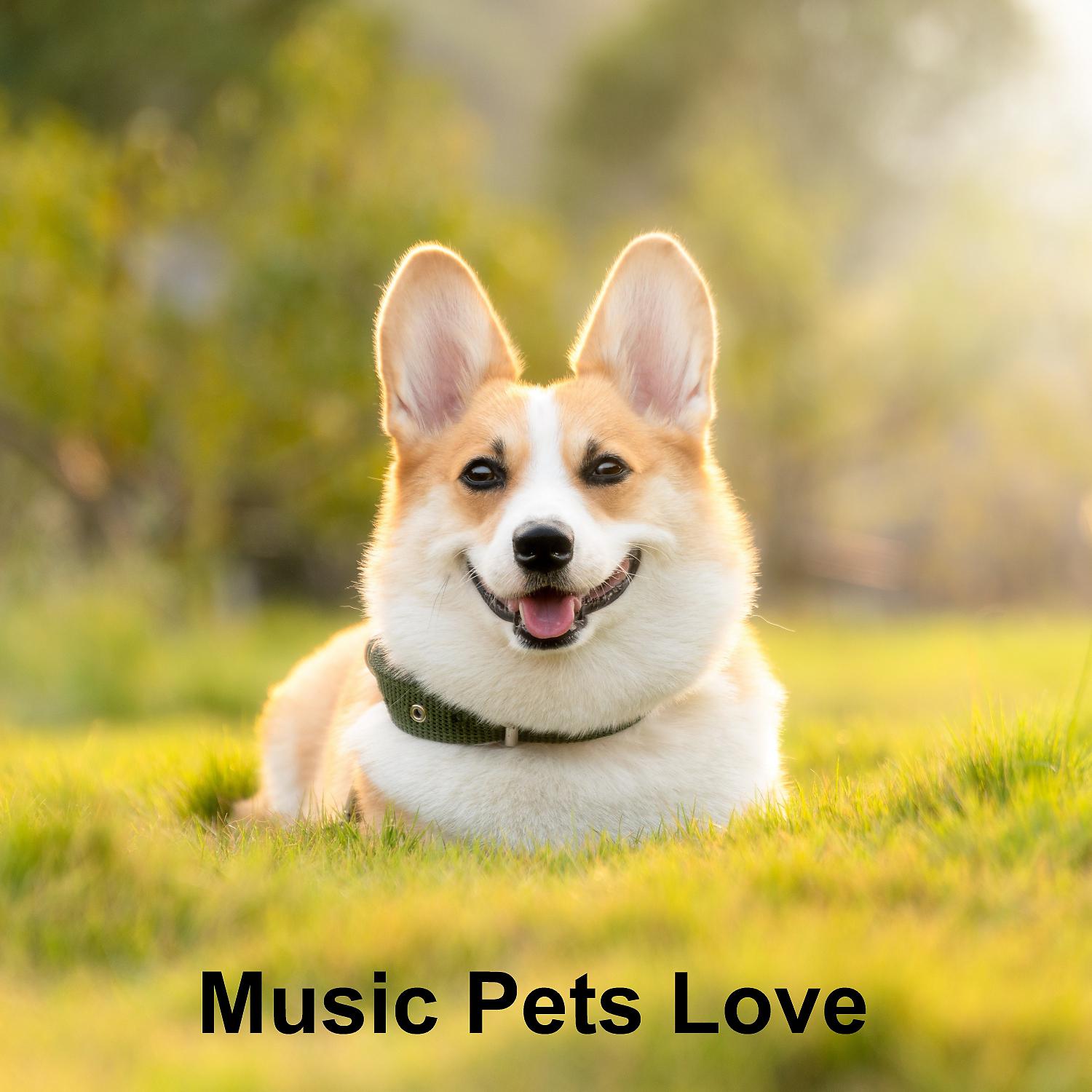 Постер альбома Music Pets Love