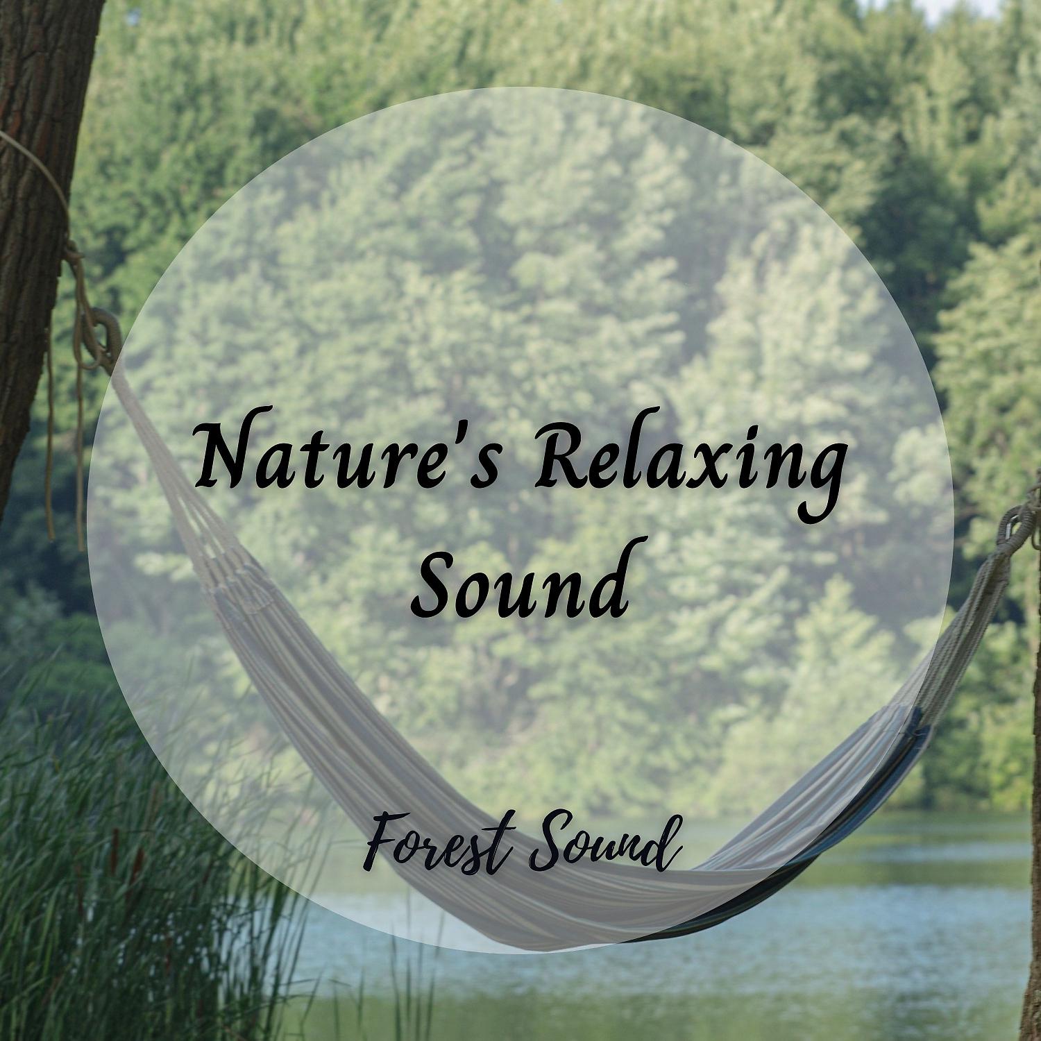 Постер альбома Forest Sound: Nature's Relaxing Sound