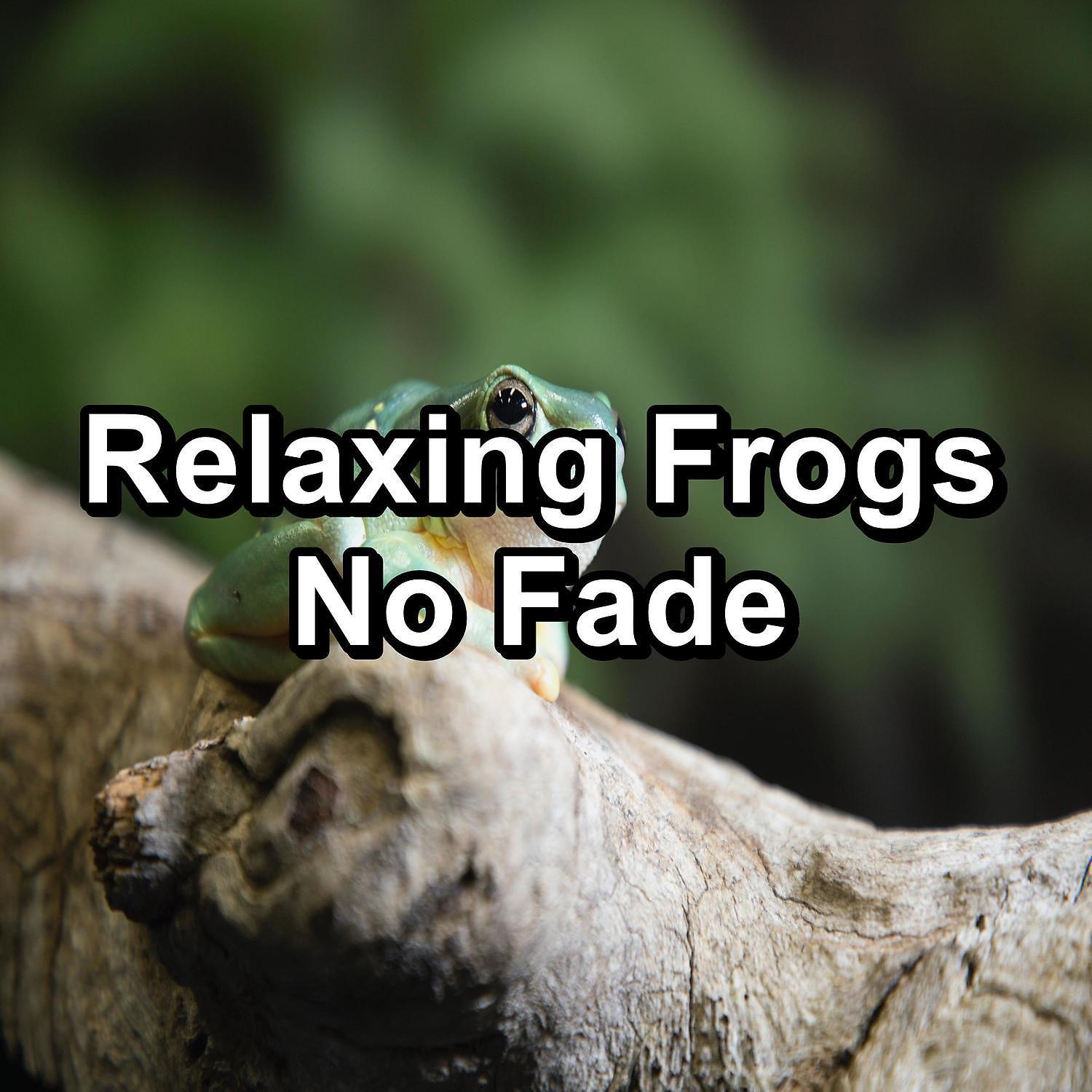 Постер альбома Relaxing Frogs No Fade