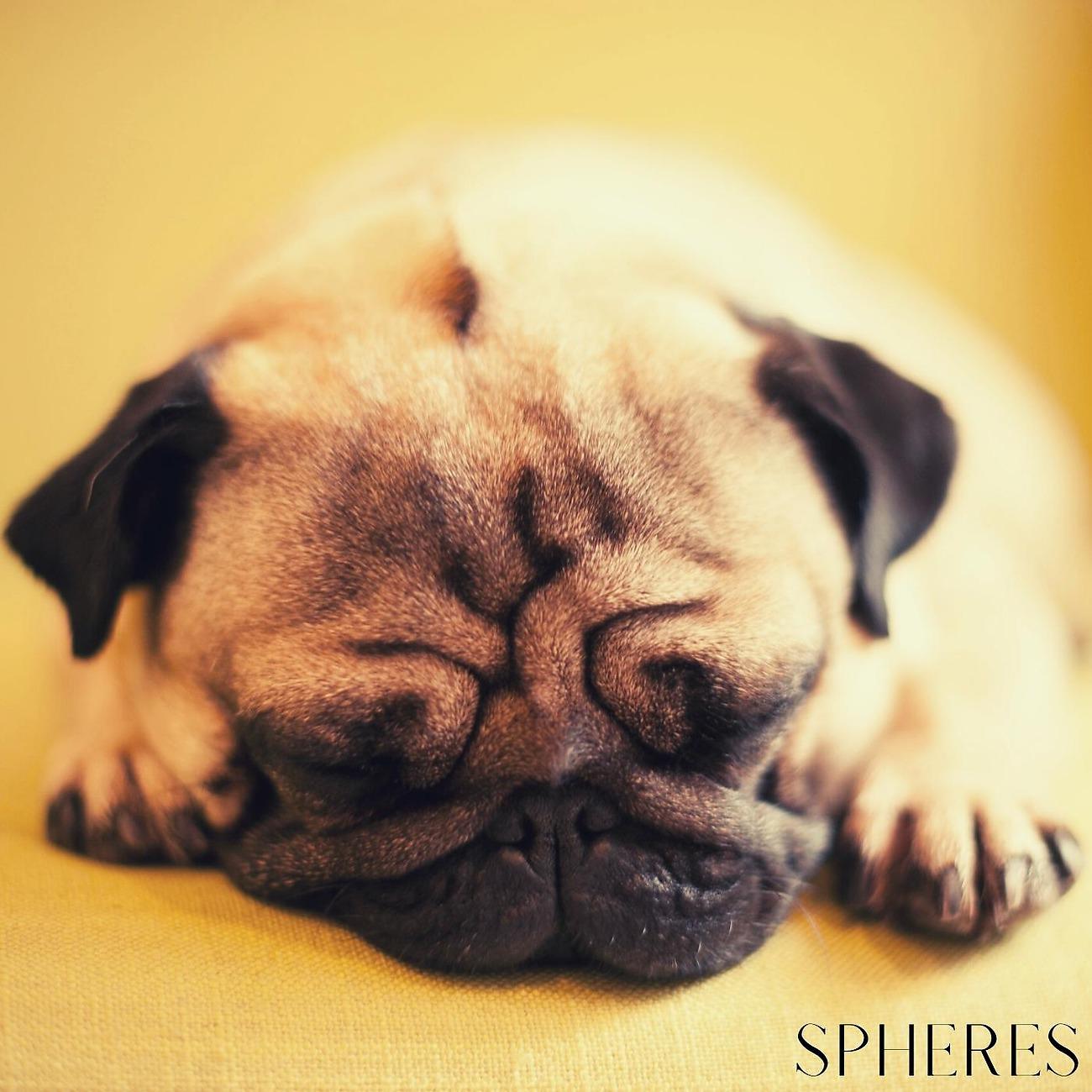 Постер альбома Sleepy Pug ASMR