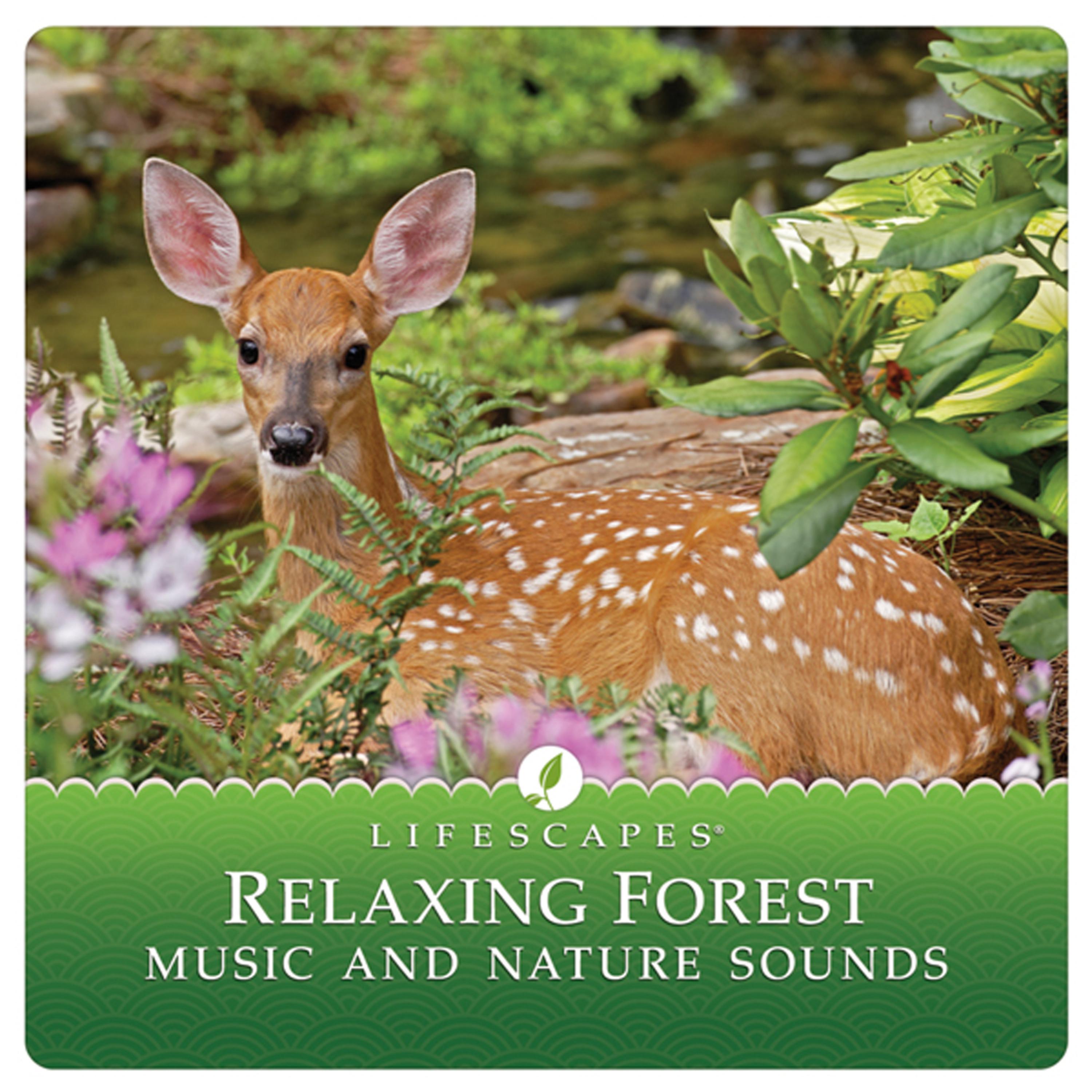 Постер альбома Relaxing Forest