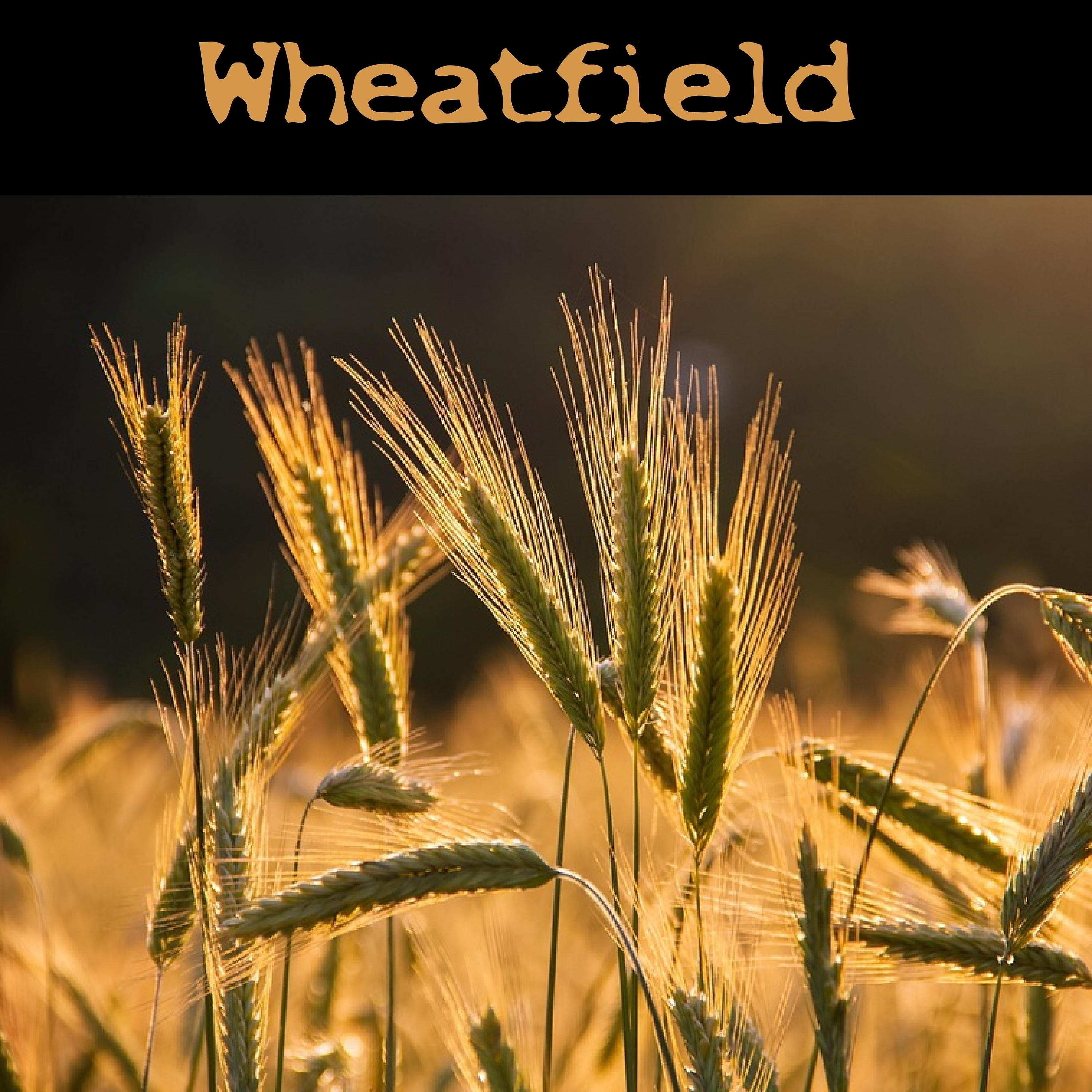 Постер альбома Wheatfield