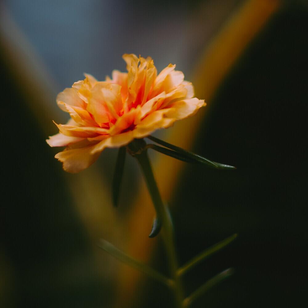 HARU - 牡丹