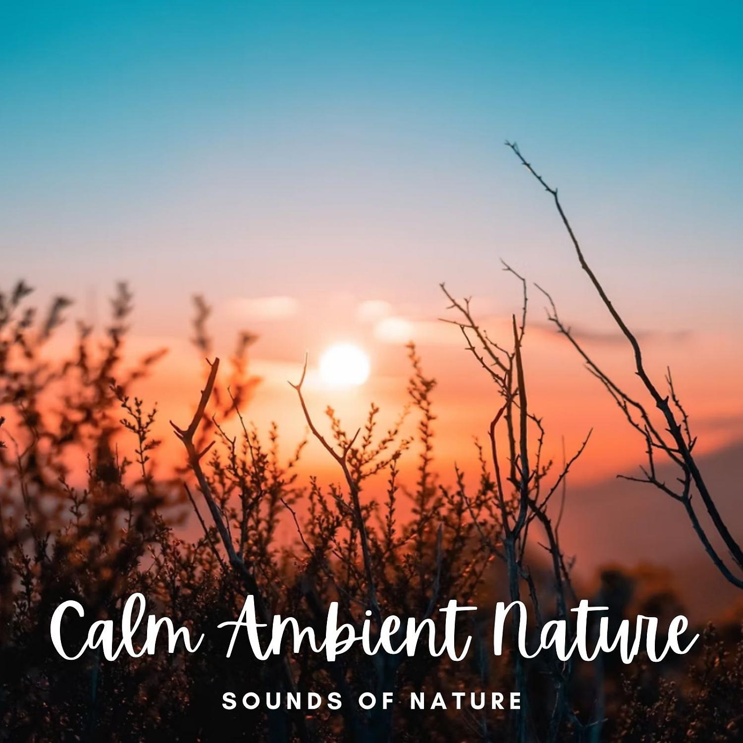 Постер альбома Sounds of Nature: Calm Ambient Nature