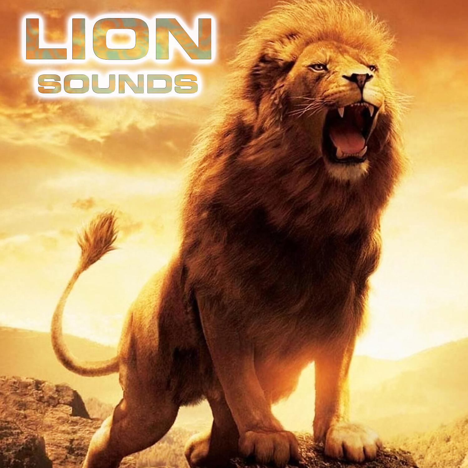 Постер альбома Lion Sounds (feat. Relaxing Nature Sound, White Noise Ambience, Nature Sounds New Age, Soothing Sounds & National Geographic Nature Sounds)