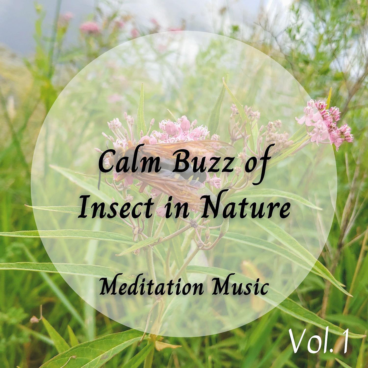 Постер альбома Meditation Music: Calm Buzz of Insect in Nature - 1 Hour